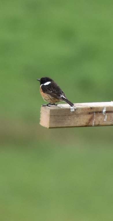 Stonechat