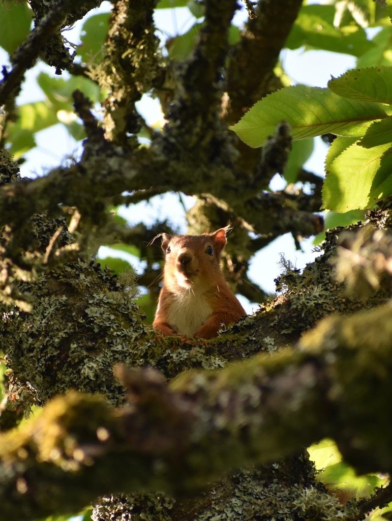 Red Squirrel Cathy 2 Keepers cottage.jpg