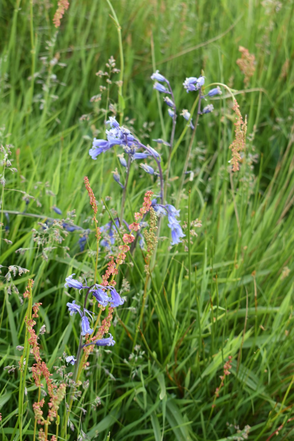 Remnants of bluebells