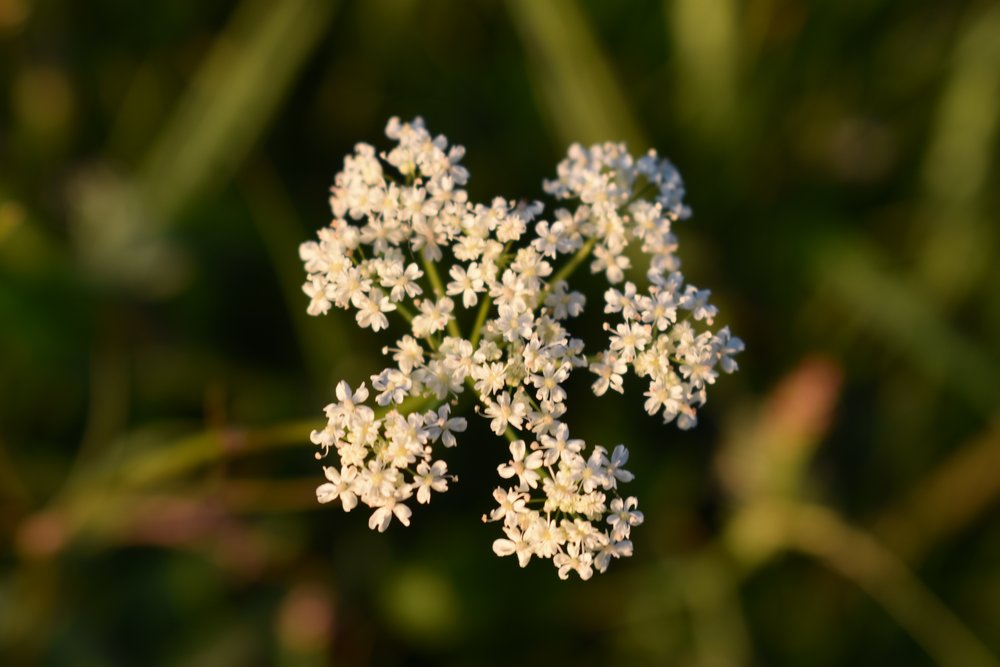 Pignut