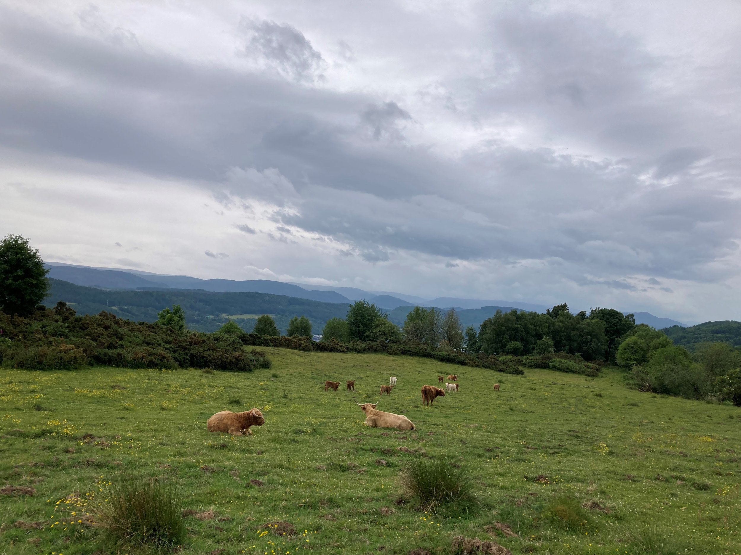 Highland cows and calves