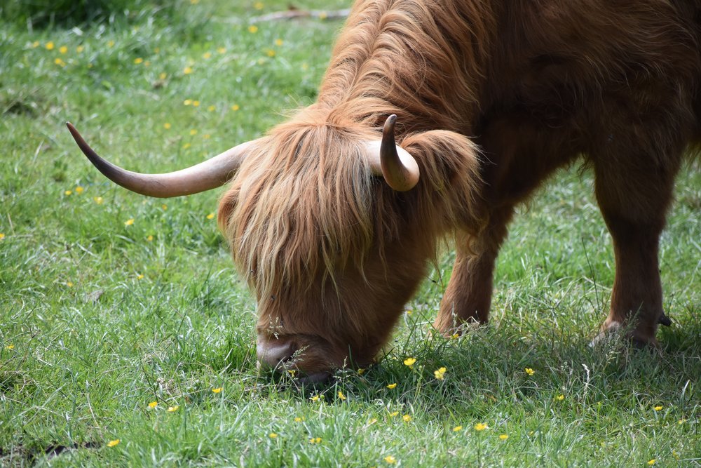 Highland cow grazing the pastures