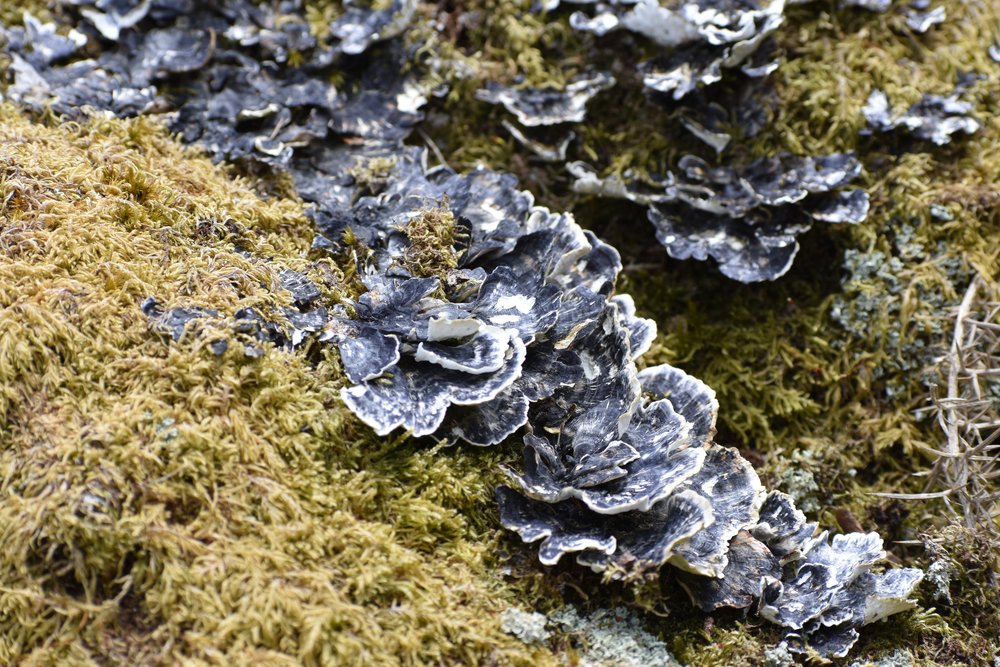 Lichen and fungi.JPG