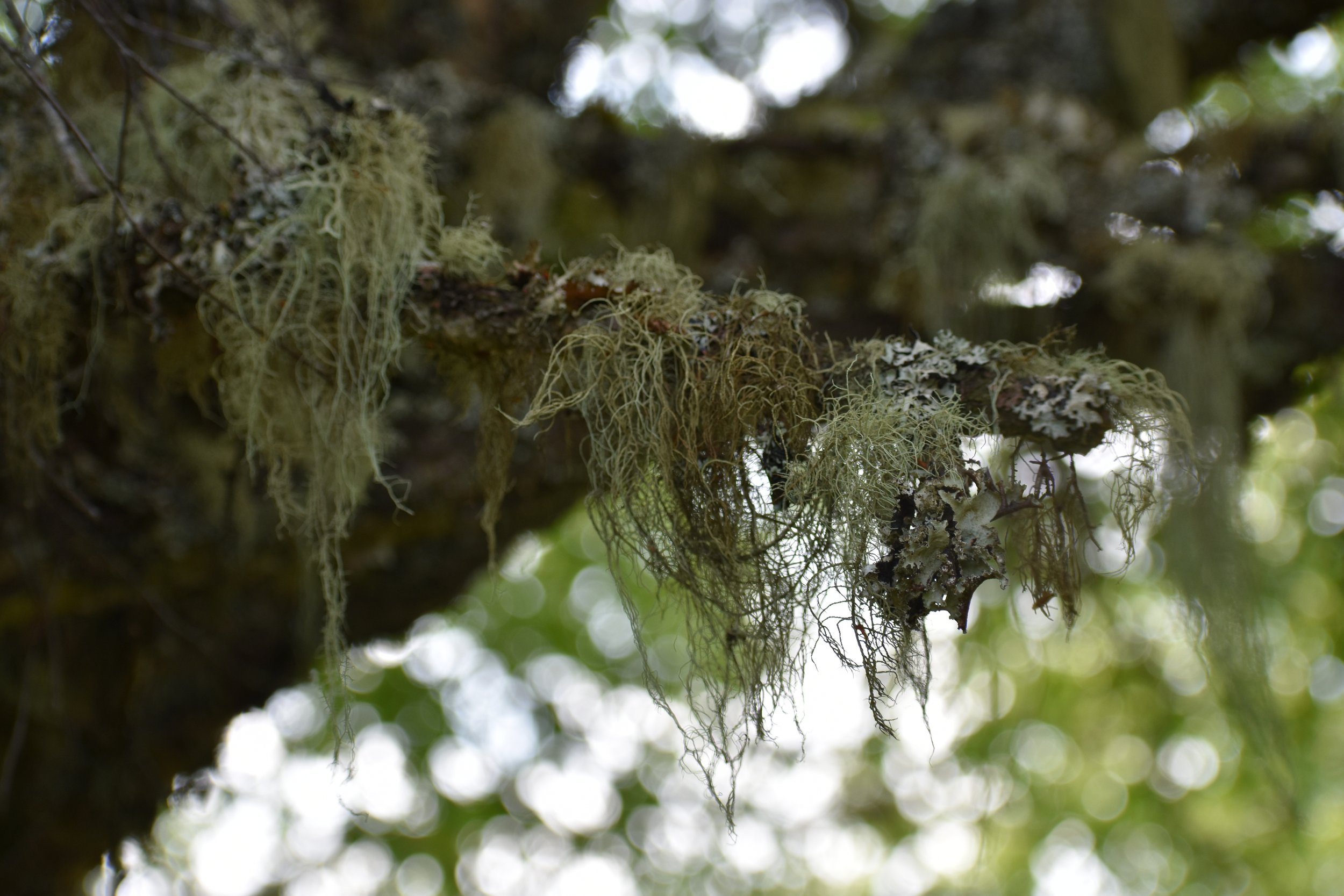 Lichen and Fungi