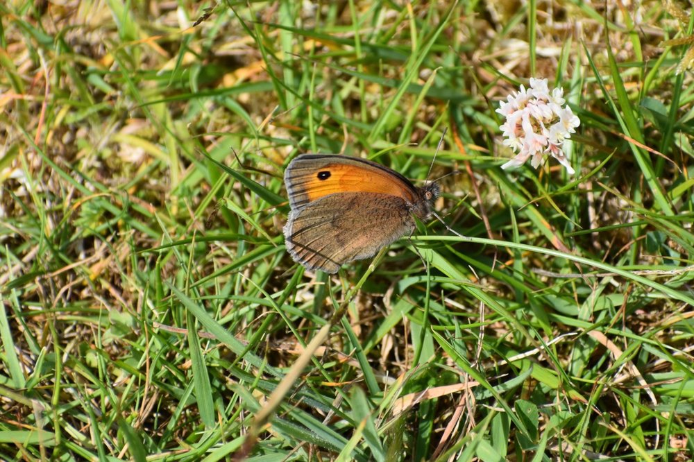 Meadow Brown butterflies