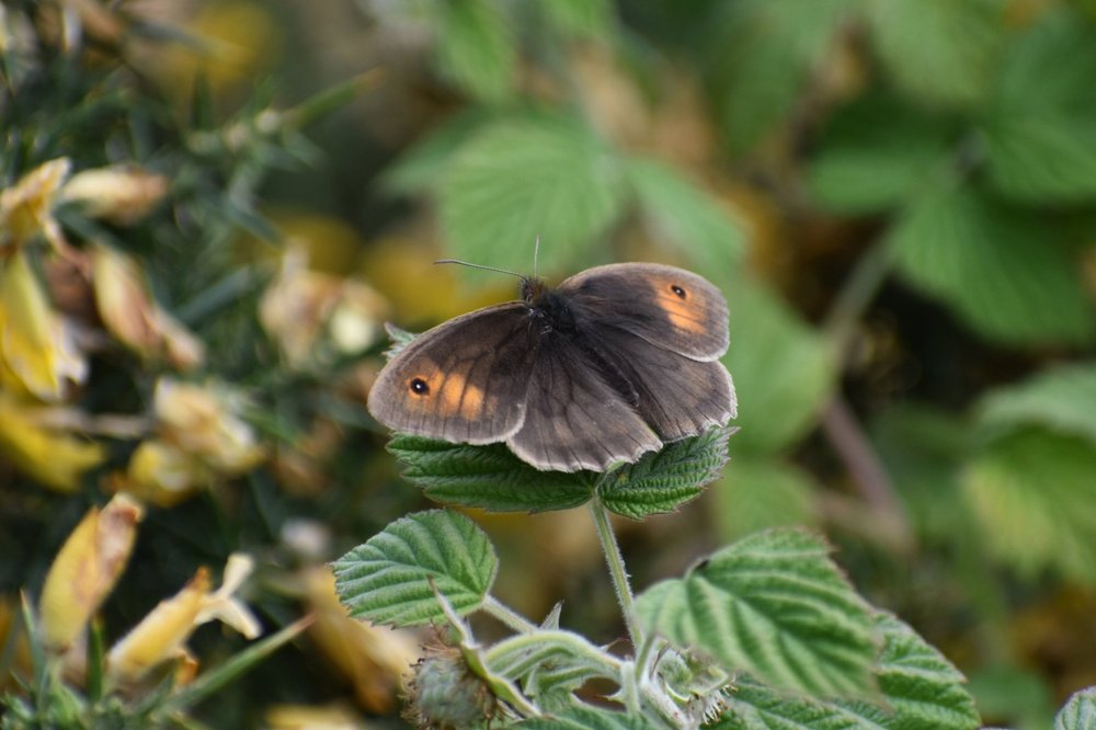 230618+Bunloit+%2871%29+Meadow+brown+butterfly.jpg