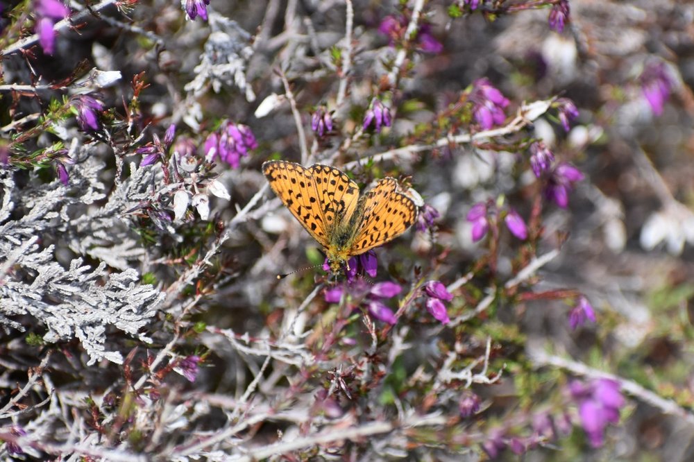 230618+Bunloit+%28147%29+Pearl-bordered+fritillary.jpg