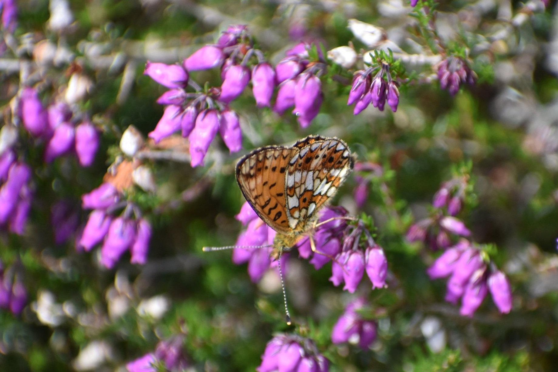 Pearl-bordered Fritillary butterflies