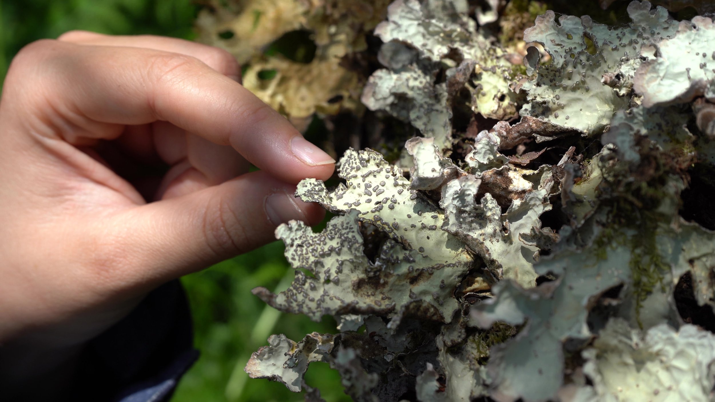 Bunloit Lichen survey hand.jpg