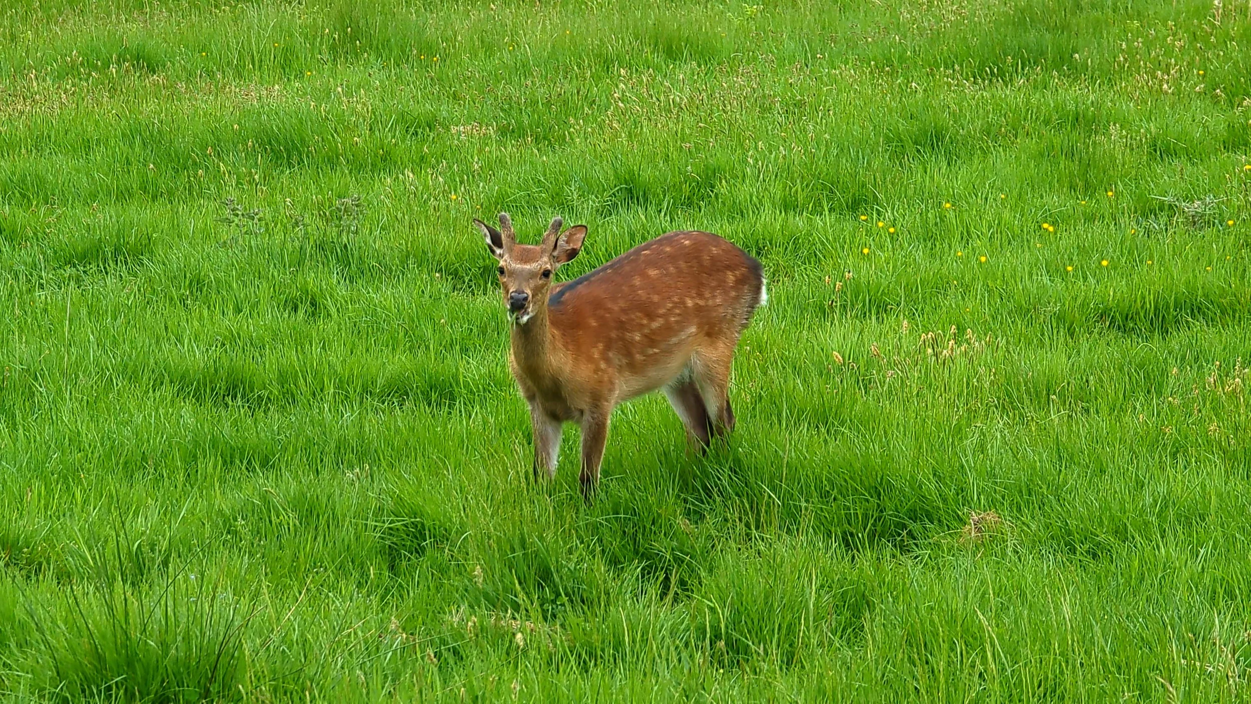 Sika deer photo 4.jpg