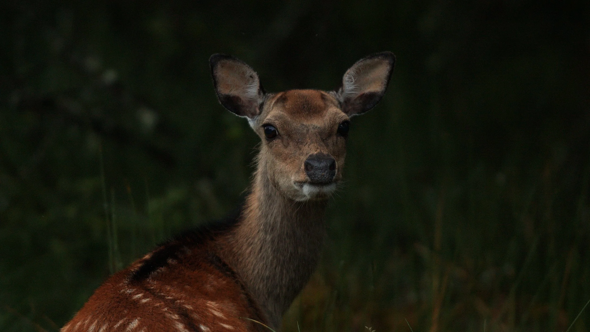 Scotland’s iconic Red&nbsp;deer threatened by invasive ‘super Sika’&nbsp;