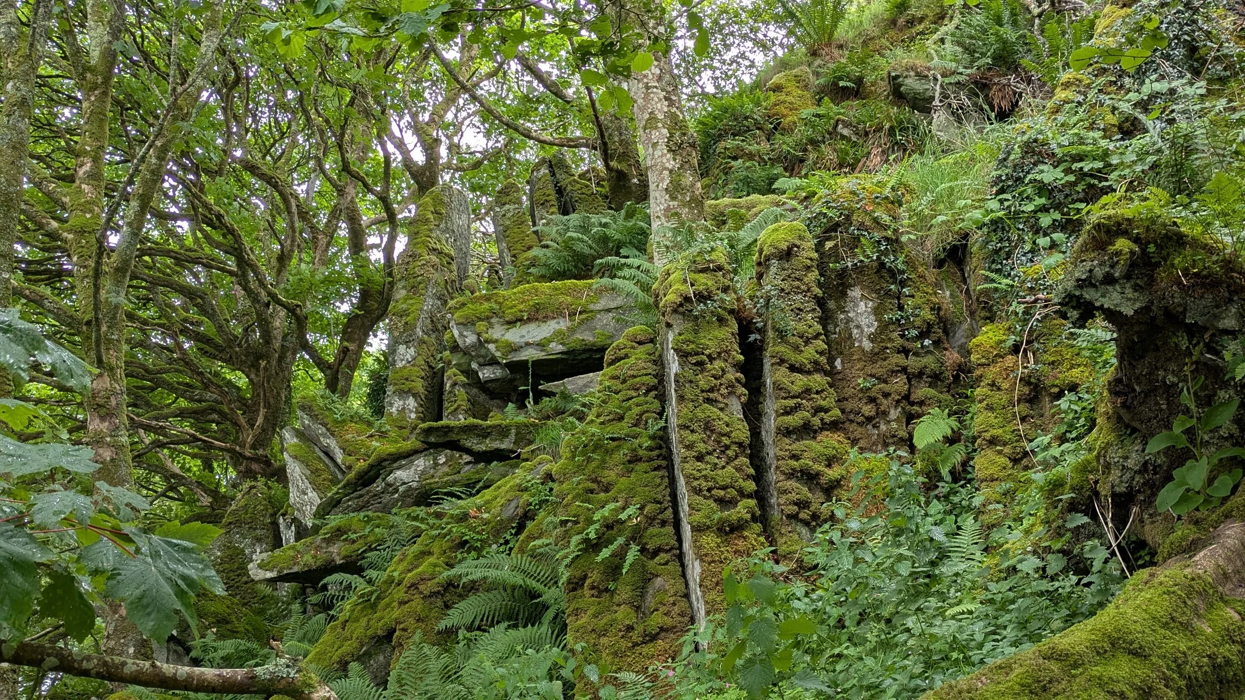 Understanding temperate rainforests: researching the restoration of rare habitats at Tayvallich