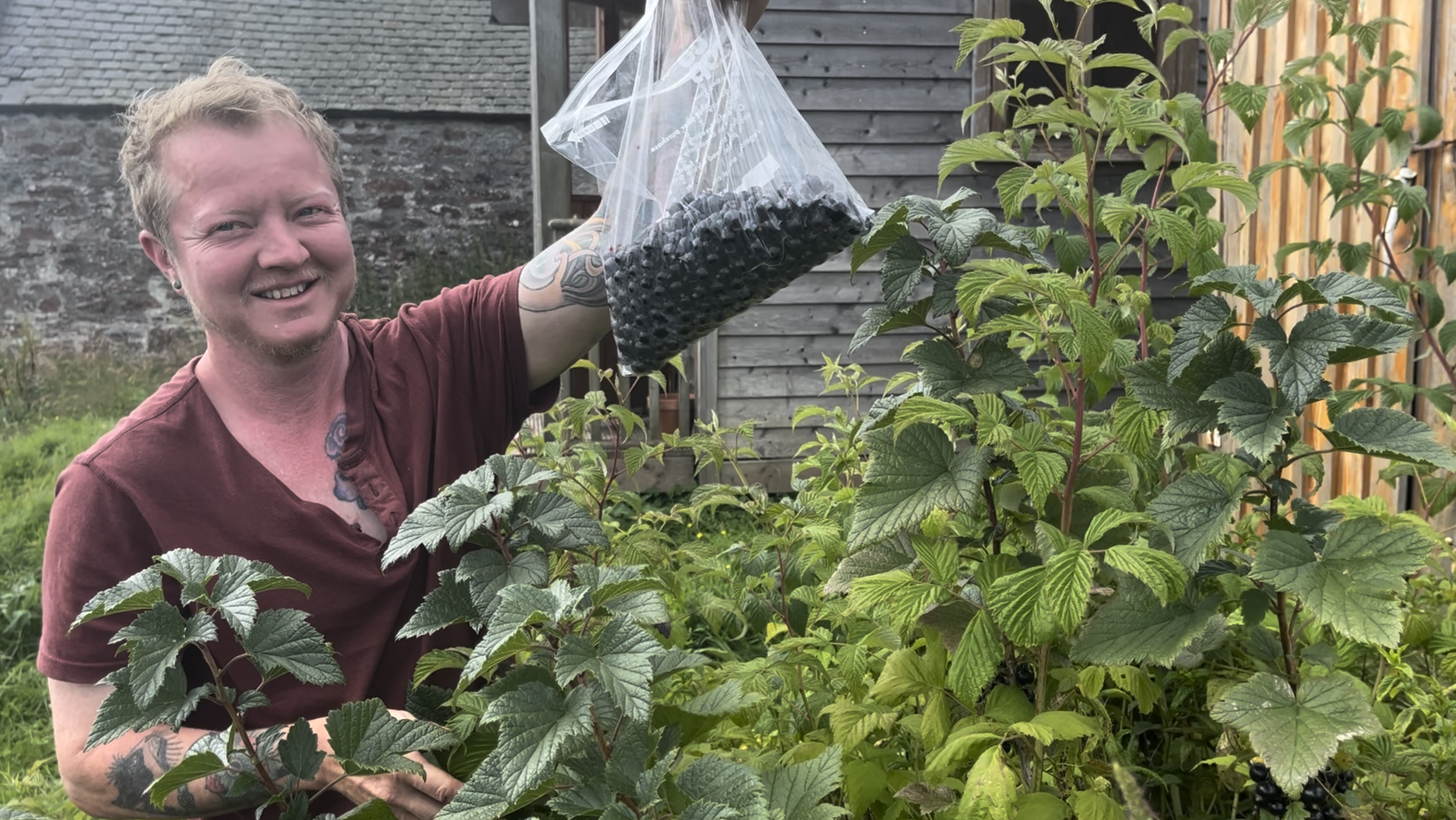 12 Volunteer Nature Days blackcurrent picking summer 2024.png
