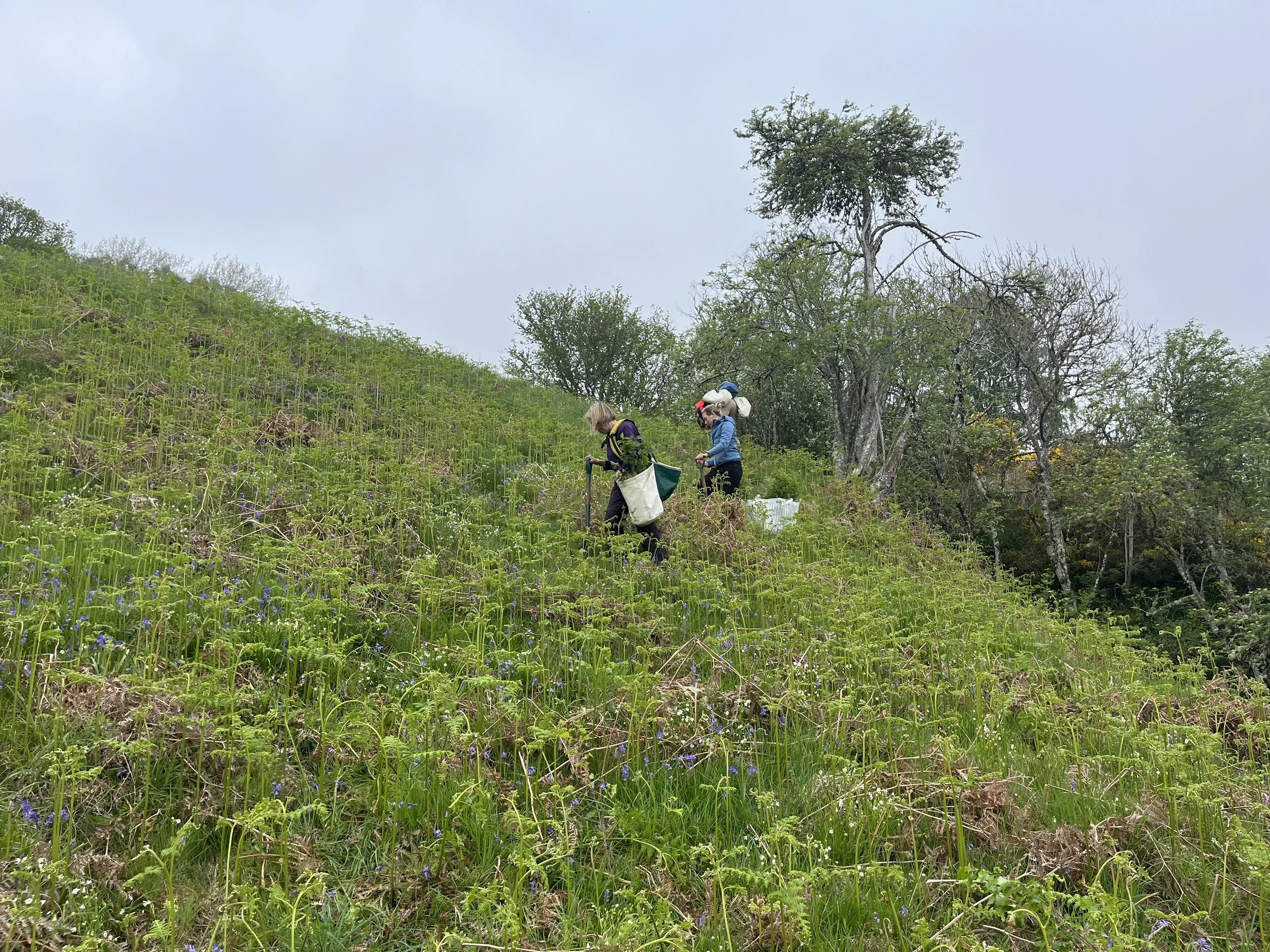 18 Volunteer Nature Days tree planters on bracken slope summer 2024.jpeg