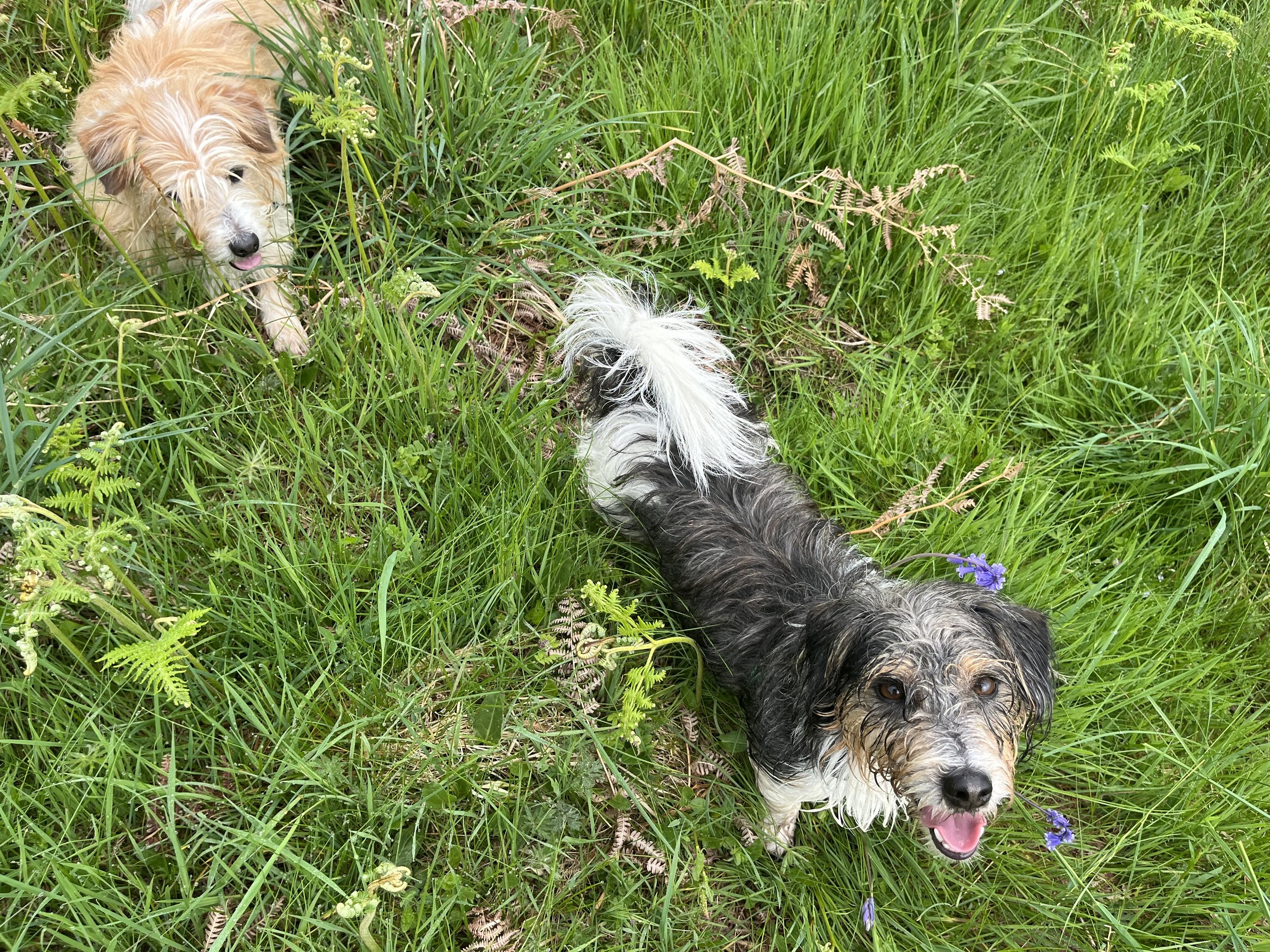 25 Volunteer Nature Days dogs summer 2024.jpeg