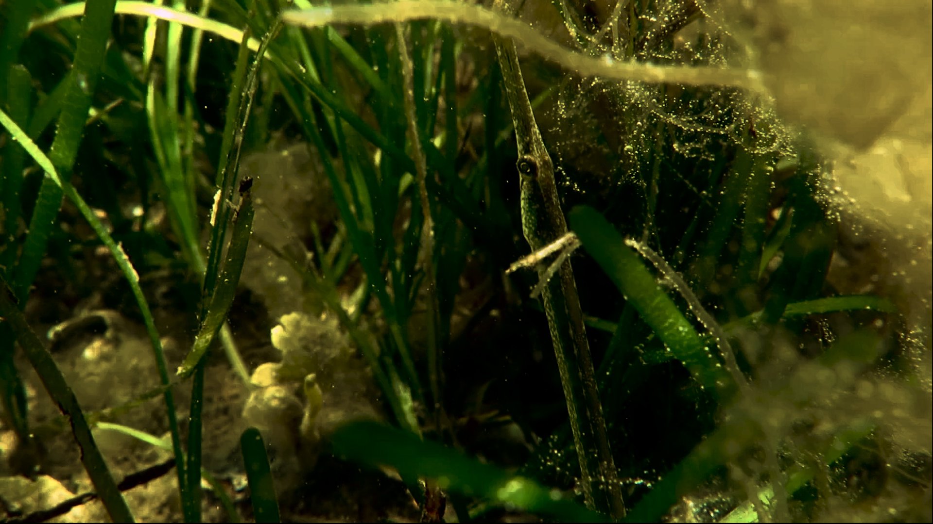 Photo seagrass blog 1 Pipefish.jpg