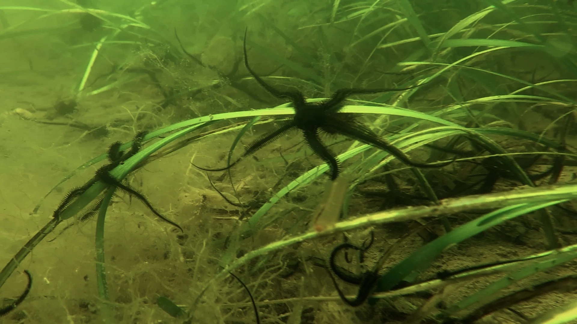 Photo seagrass blog 4 Black Brittle Stars.jpg
