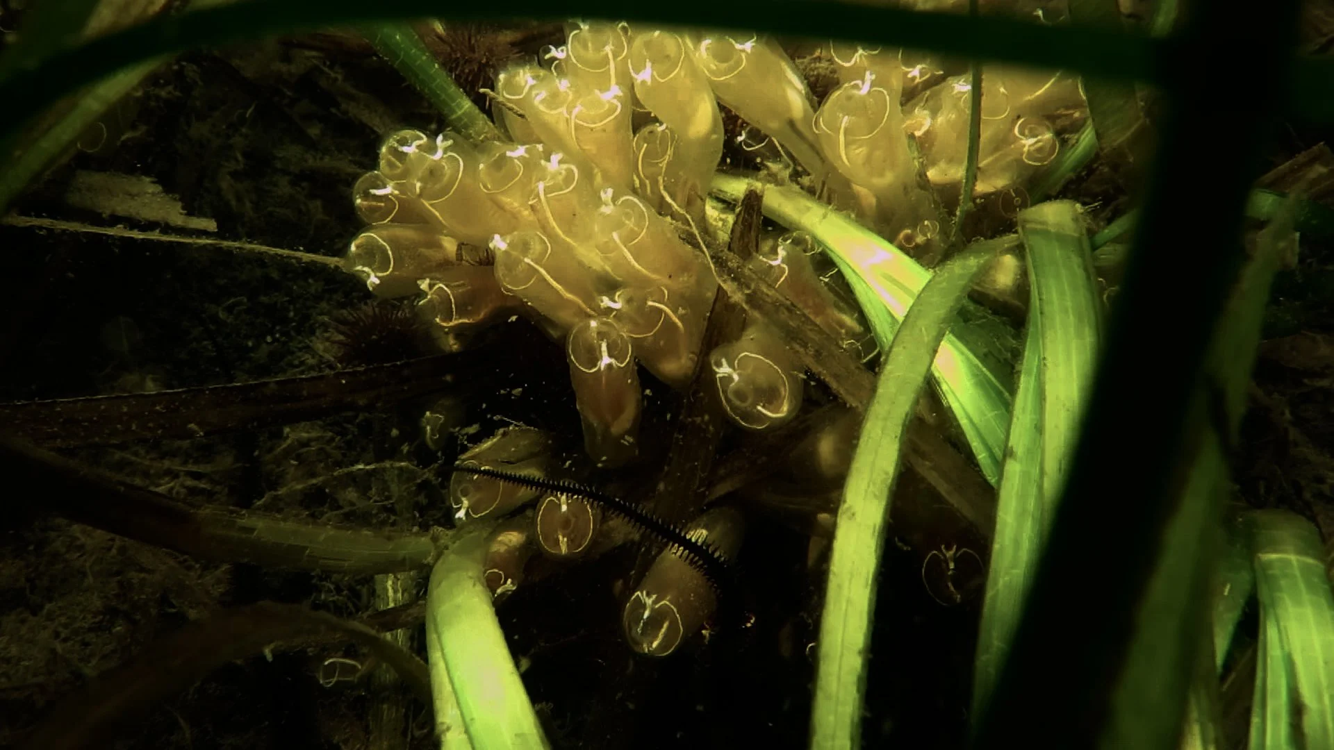 Photo seagrass blog 5 Lightbulb sea squirts.jpg
