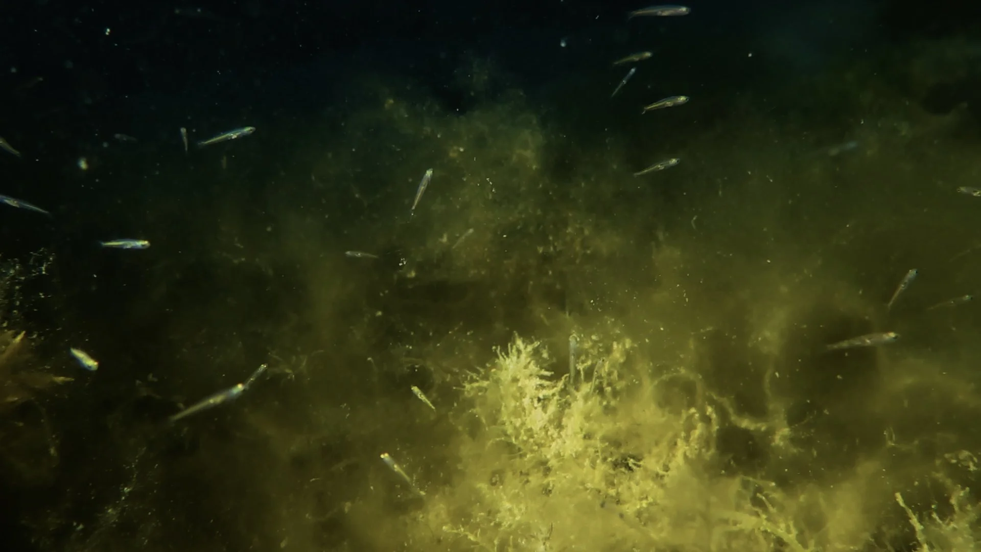 Photo seagrass blog 6.jpg