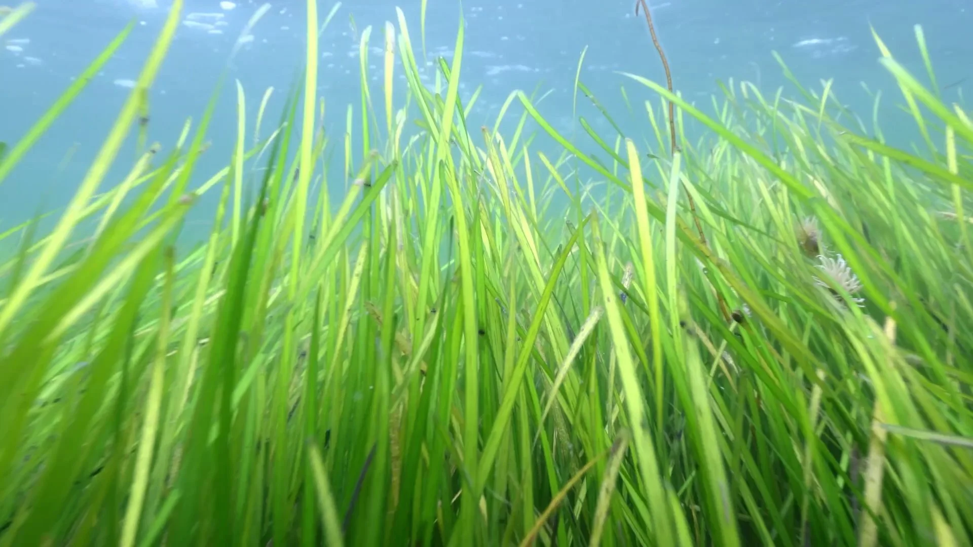 Revealing Argyll’s Underwater Meadows:&nbsp;A Story of Loss and Renewal&nbsp;