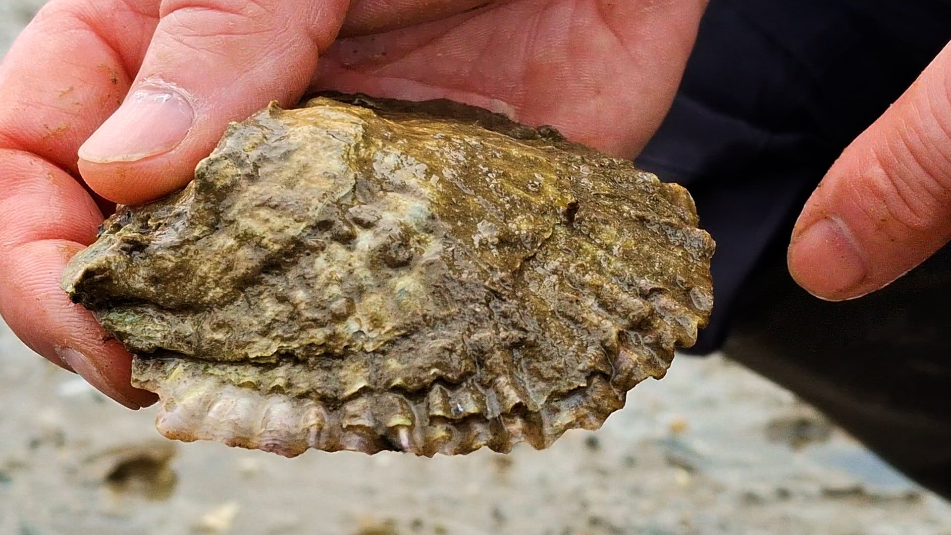 Marine Rewilding Lead, Dr David Smyth