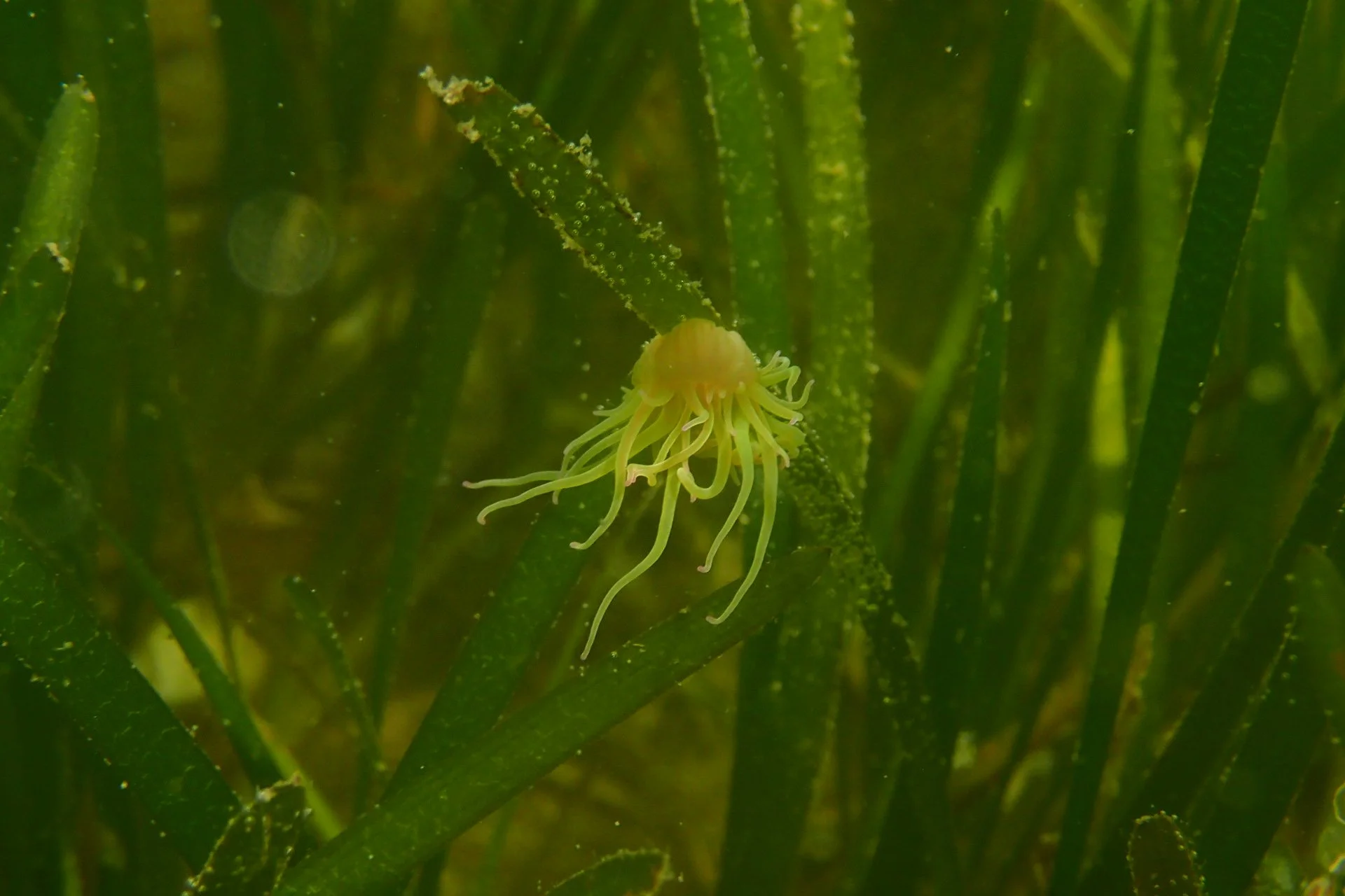 Advancing seagrass restoration techniques for large-scale UK application&nbsp;