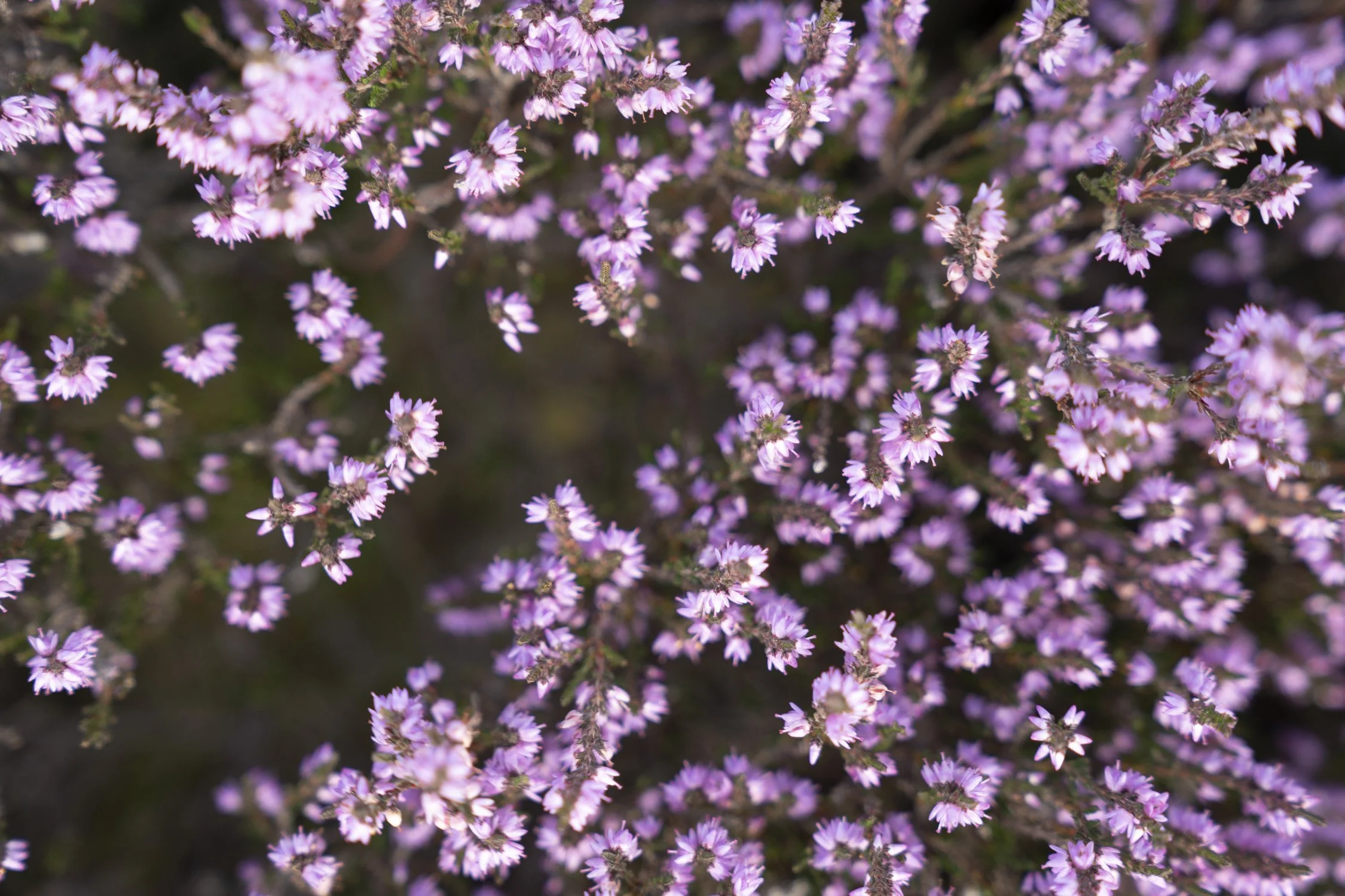 04 Bunloit heather summer 2021.jpg