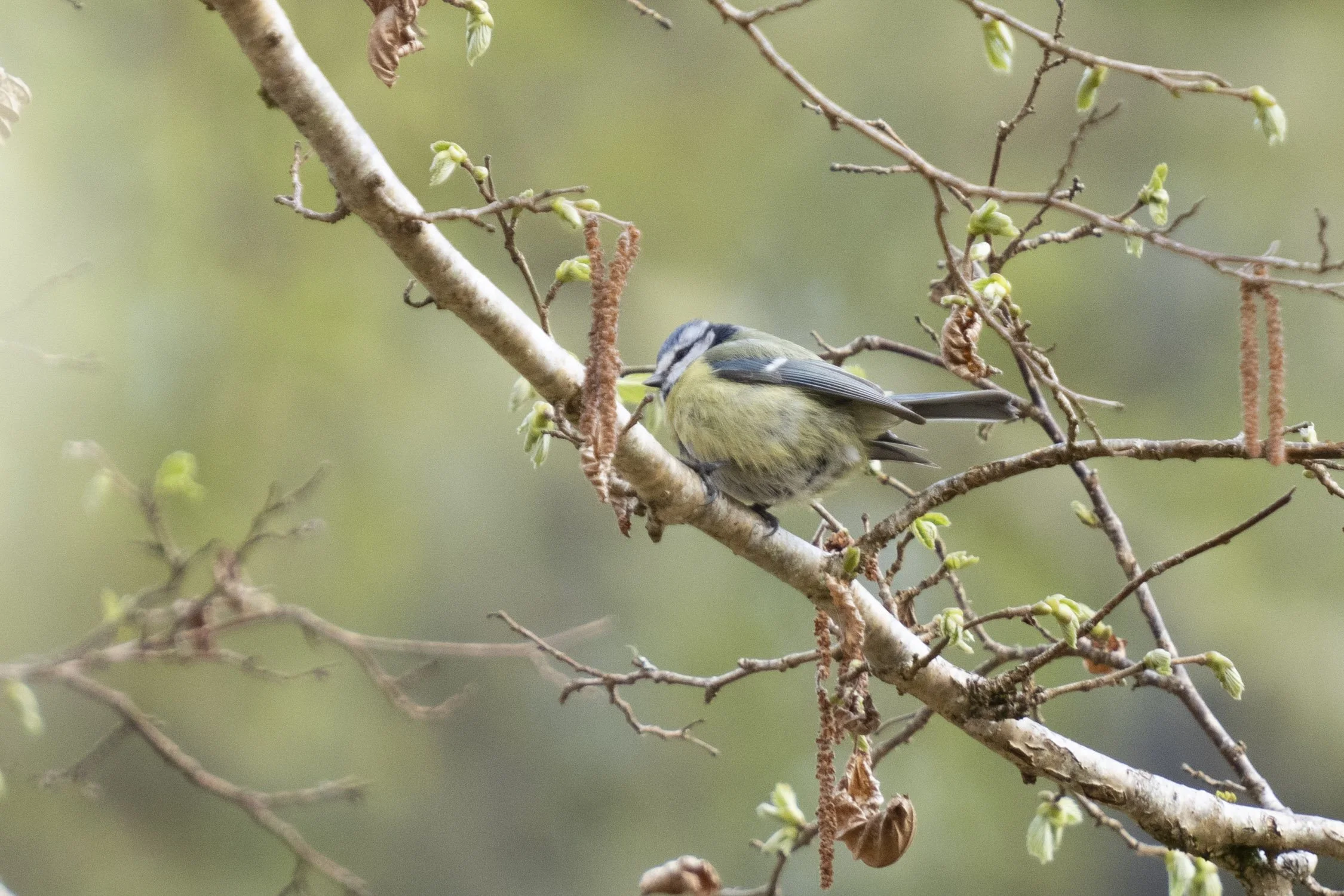 18 Bunloit bluetit and catkins spring 2022.jpg