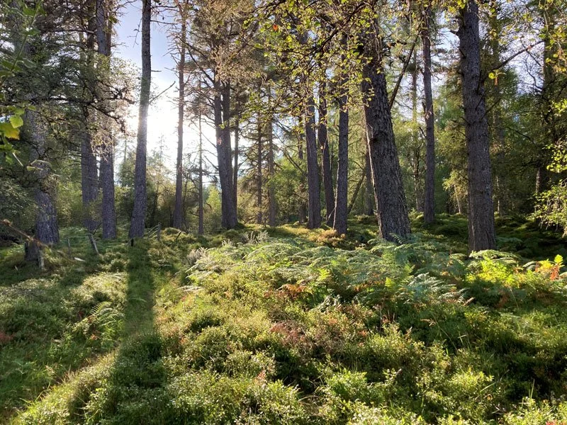 View through Ardachy pine woods
