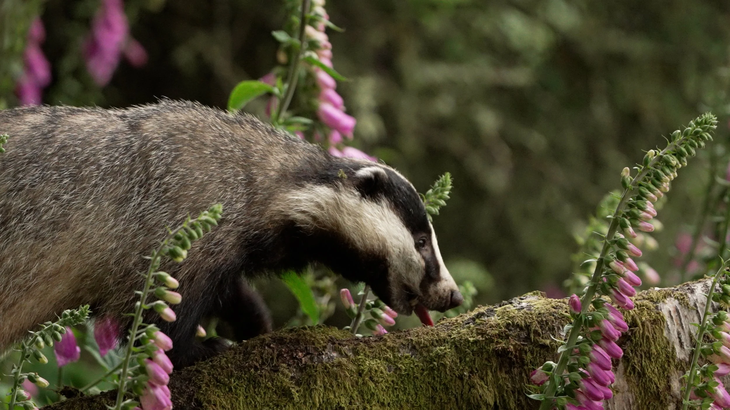 03 Bunloit Badger and foxgloves colour corrected.jpg
