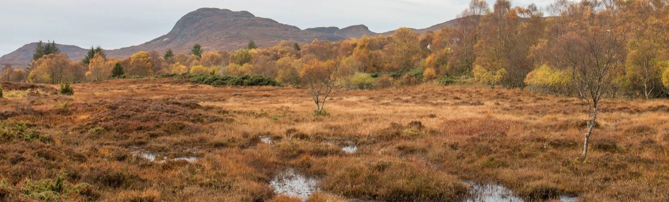 Peatland 2.jpg