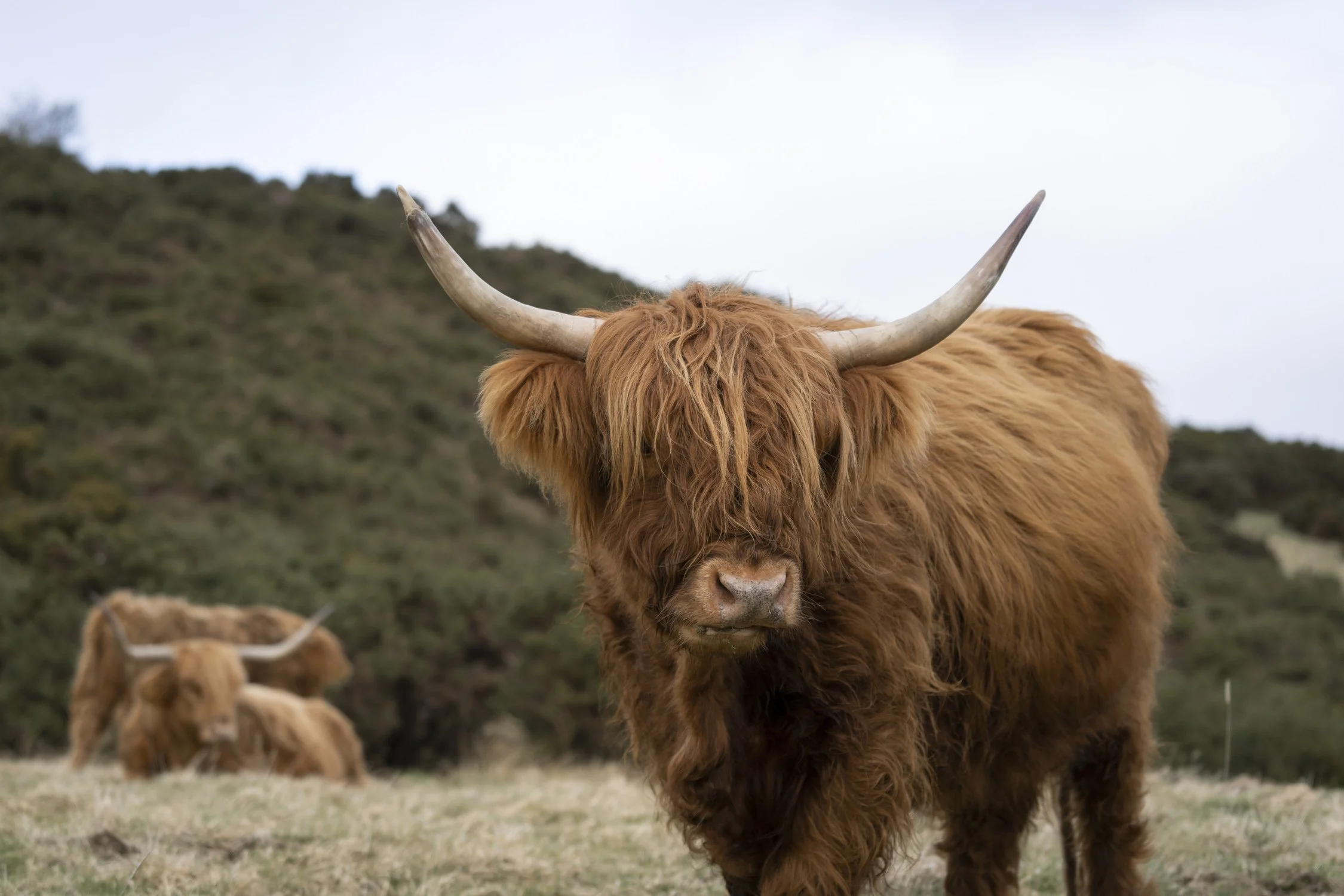Meet some highland cattle