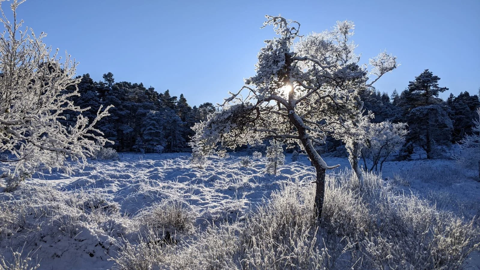 Winter sun through frosty trees at Bunloit.jpg