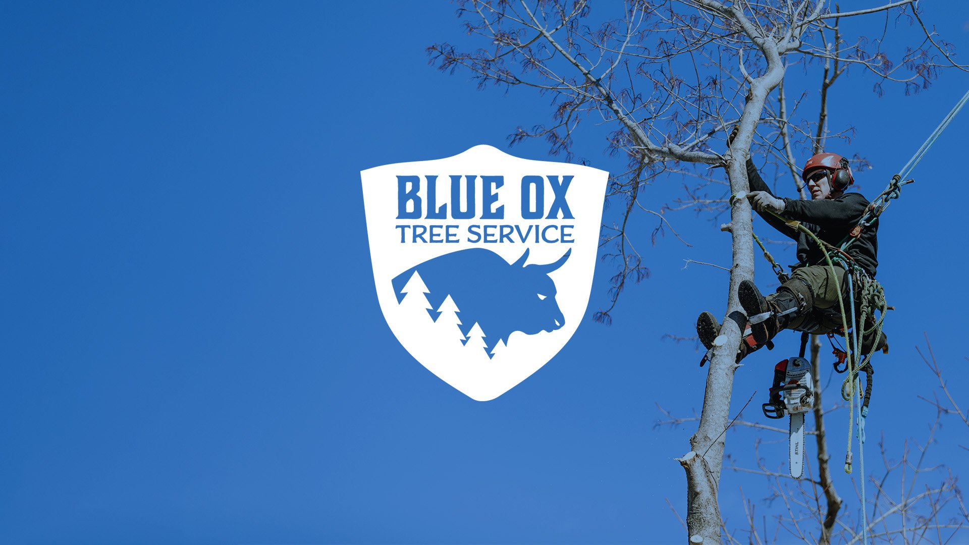 Blue Ox Tree Service gallery 5
