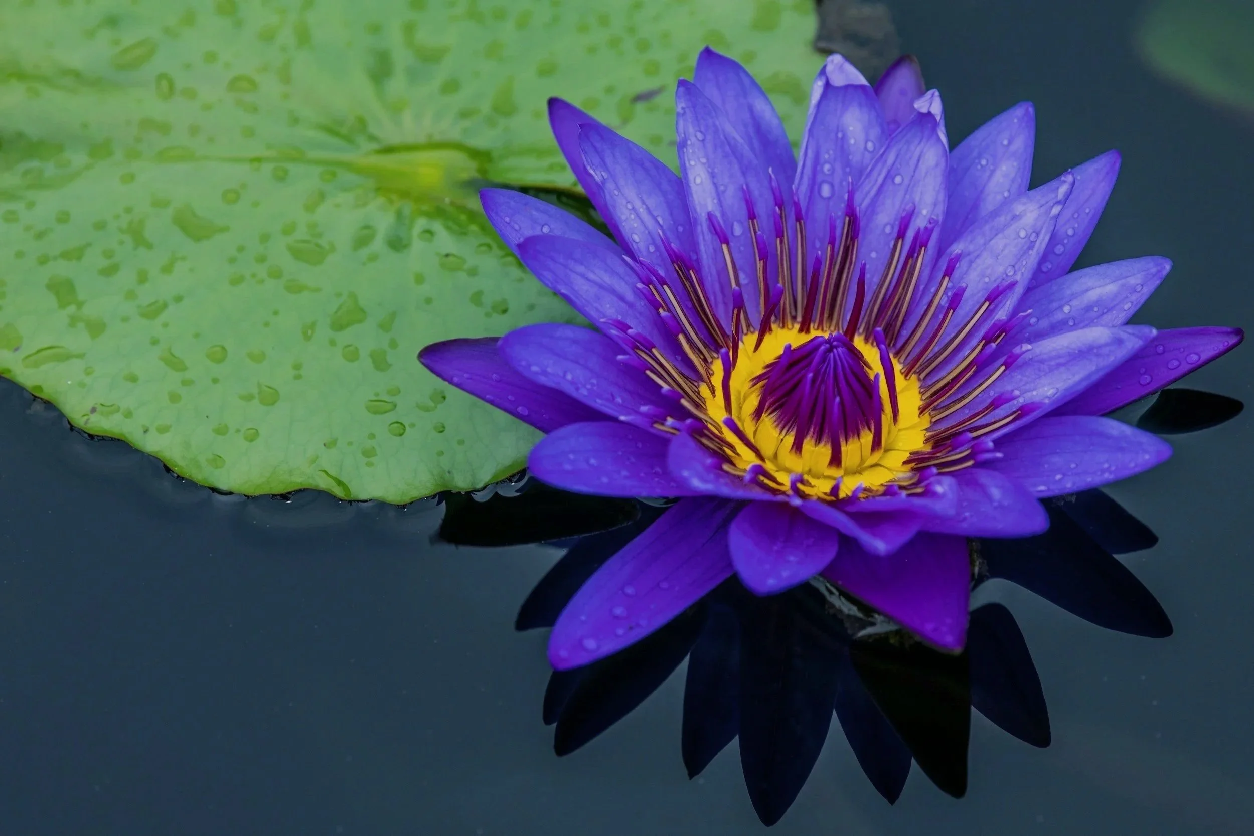 Close-up of a hand holding a pink and white lotus flower.