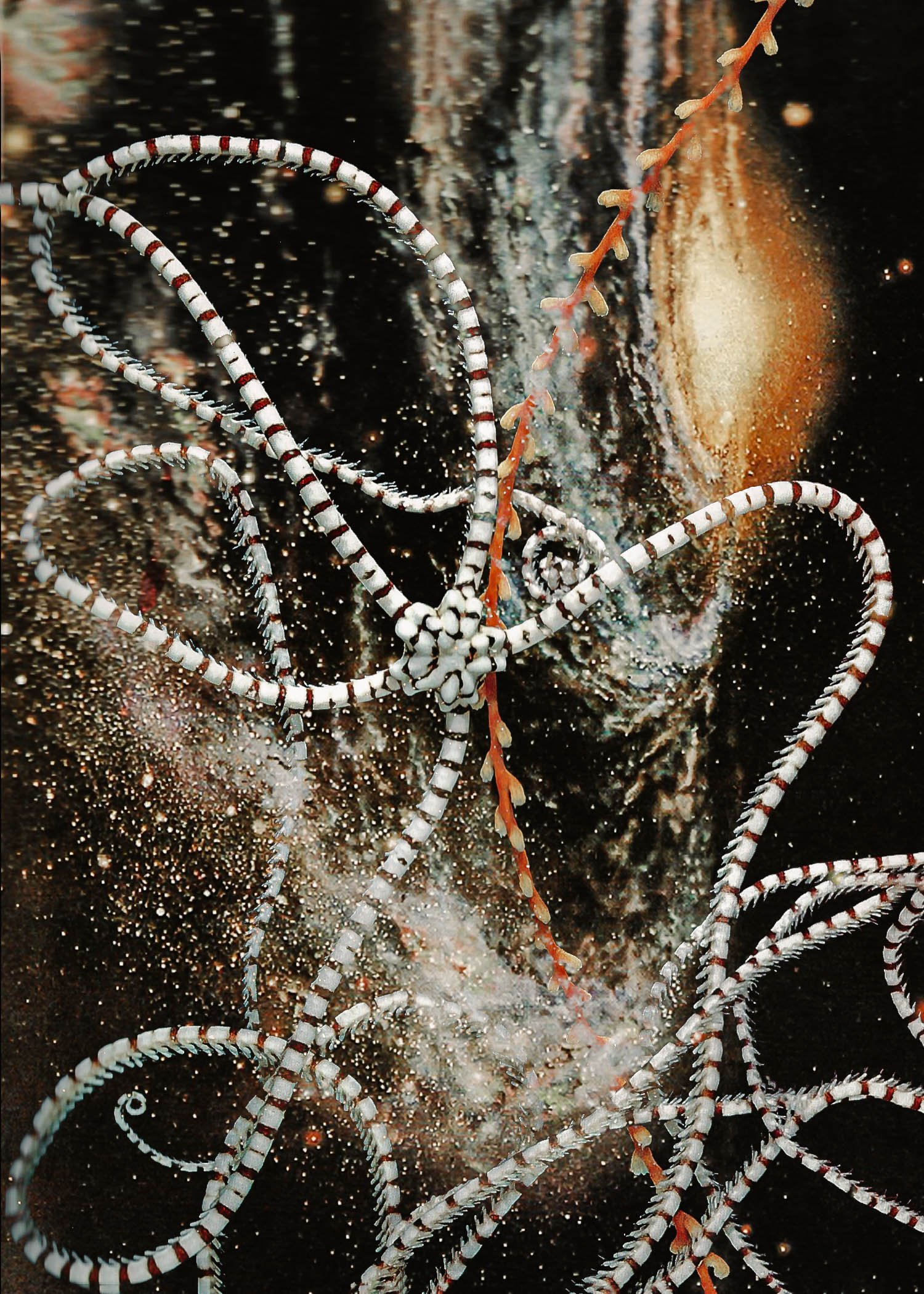 "Octospace"