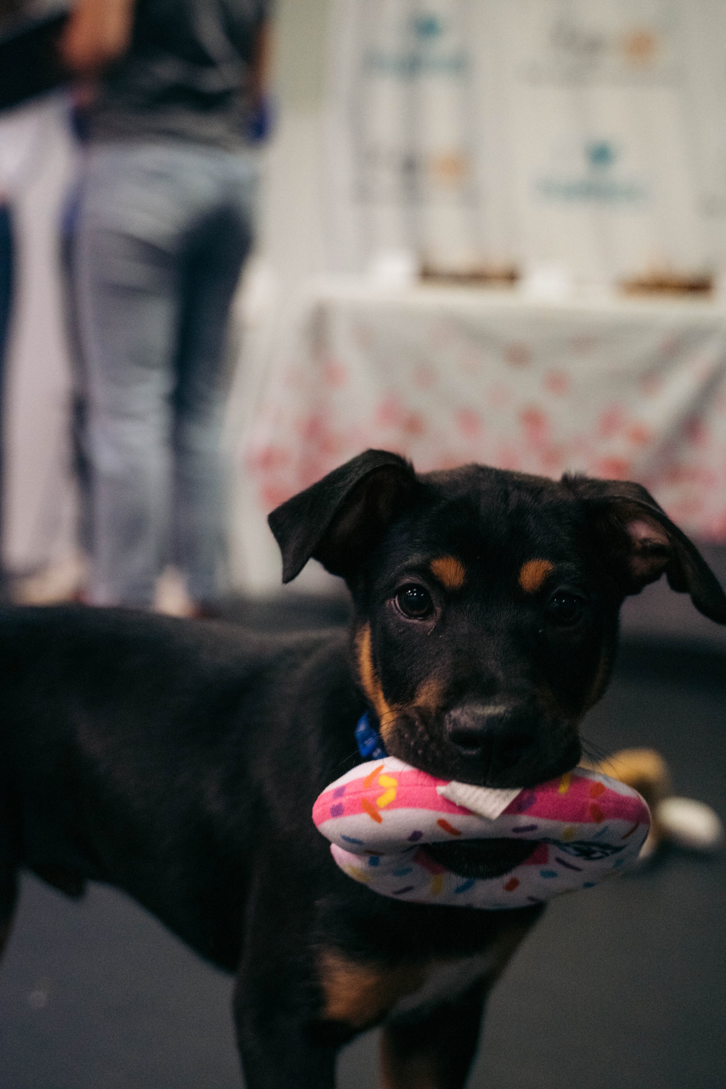 New England Puppy Rescue Foster Event