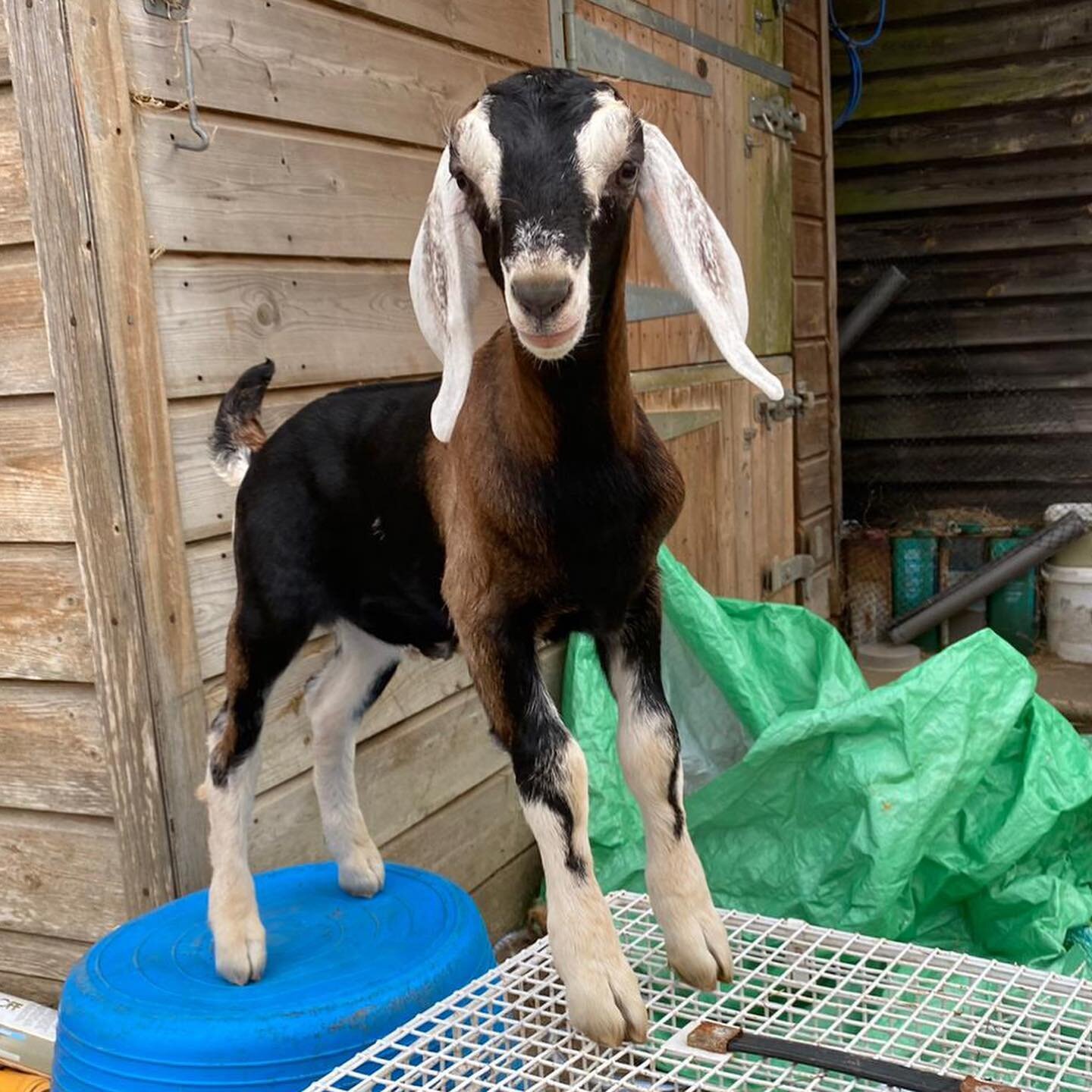 Excitement overload, cuteness overload!! Two new CFO&rsquo;s, chief furry officers soon to be running the show @riverside_farm_sussex meet Ralph and Ted, who will be joining us in a couple of months&hellip; #news #camping #goats #goat #caravan #campe