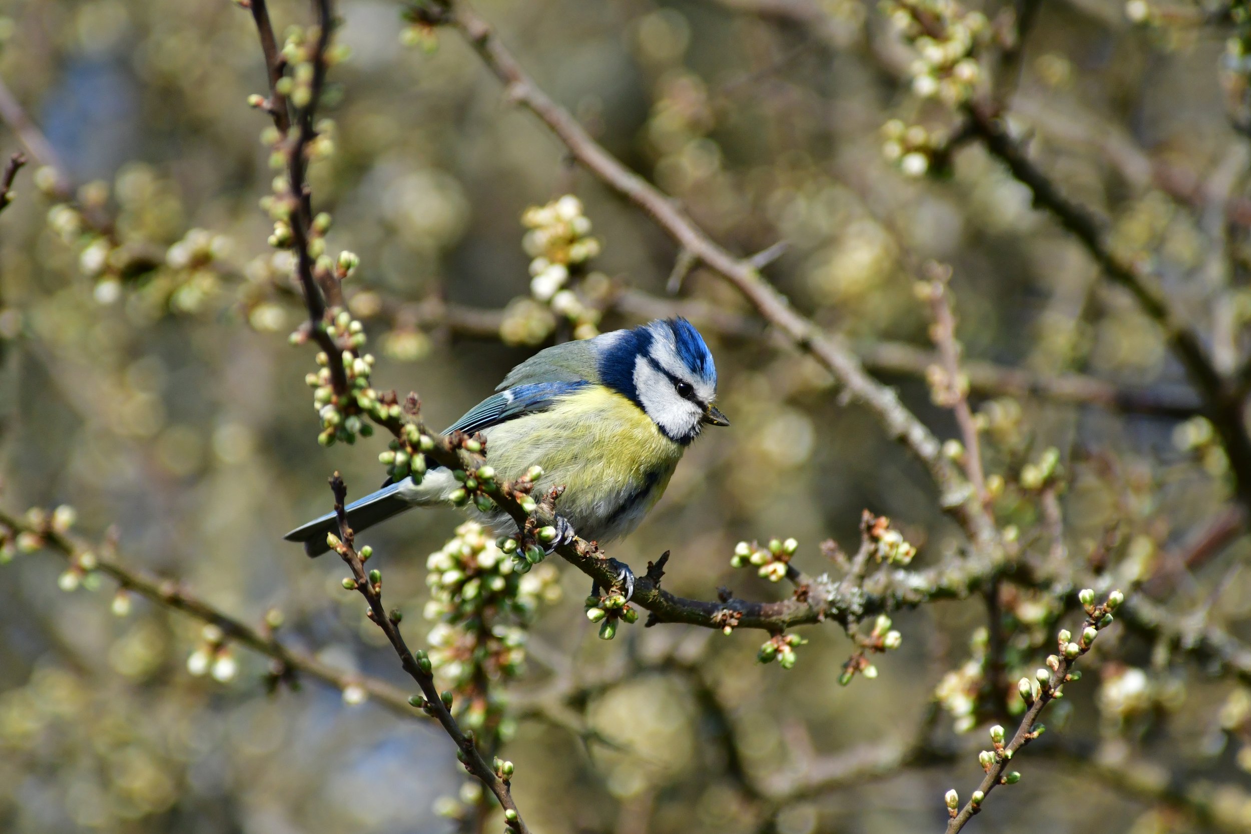 DSC_9528.jpg