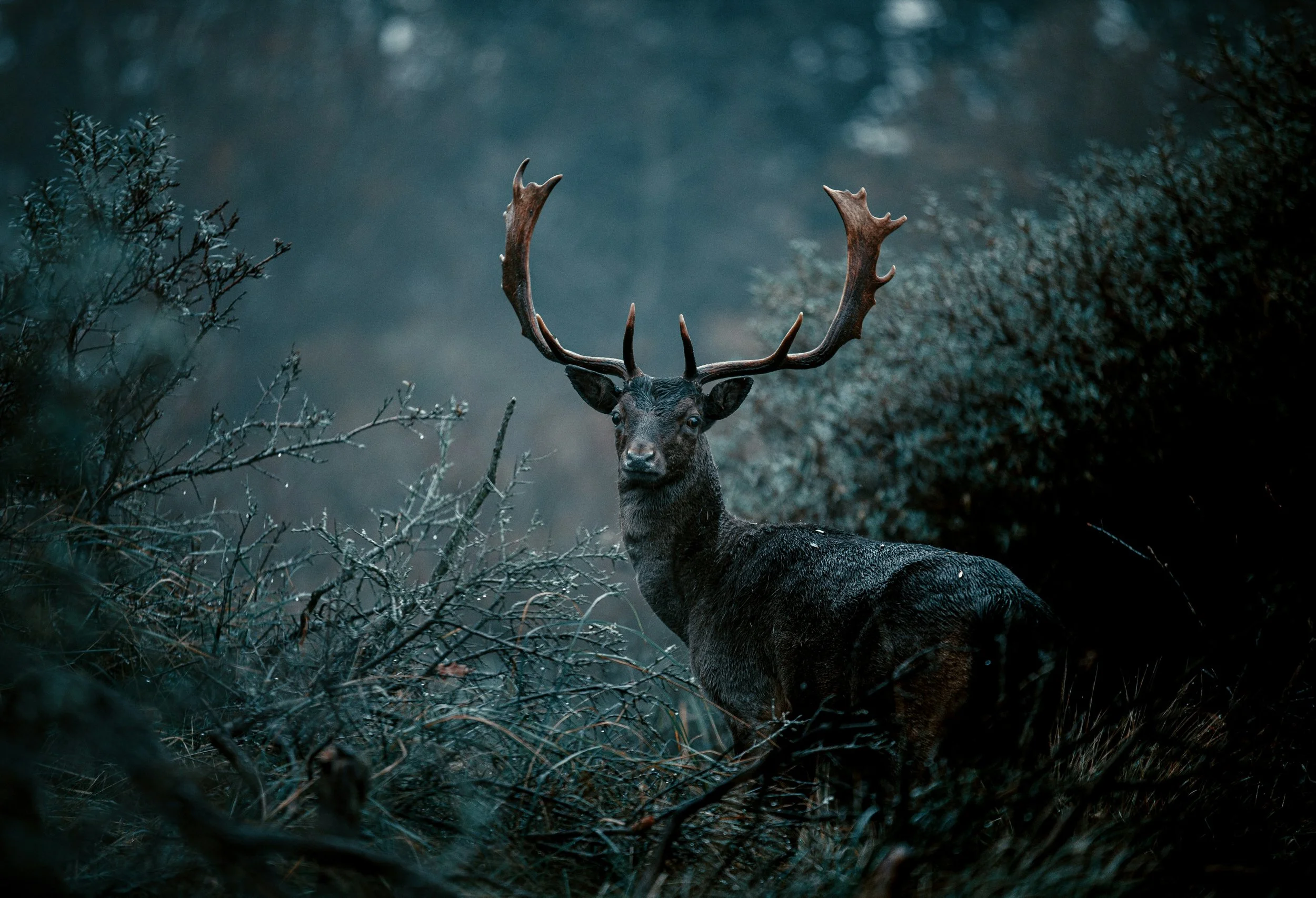 Arrow and Instinct: The Primal Thrill of Bow Hunting