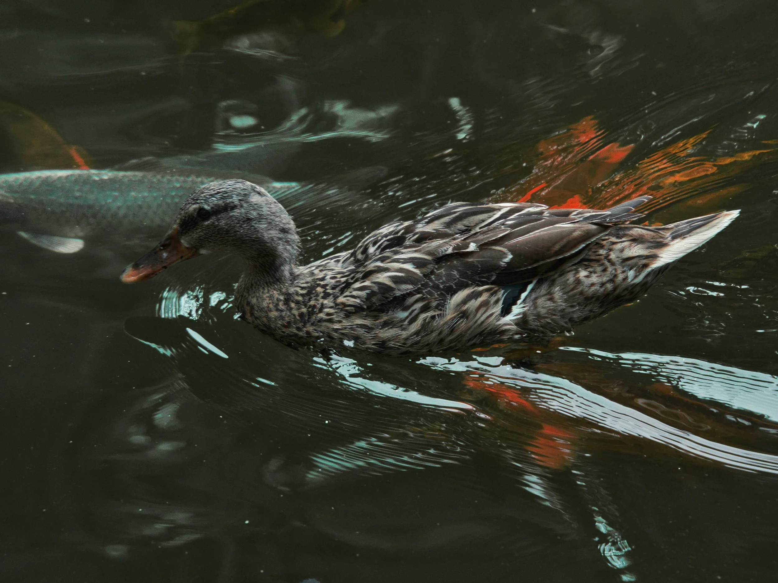 Don't Get Flustered: A Guide to Hatching Your Waterfowl T-Shirt Brand