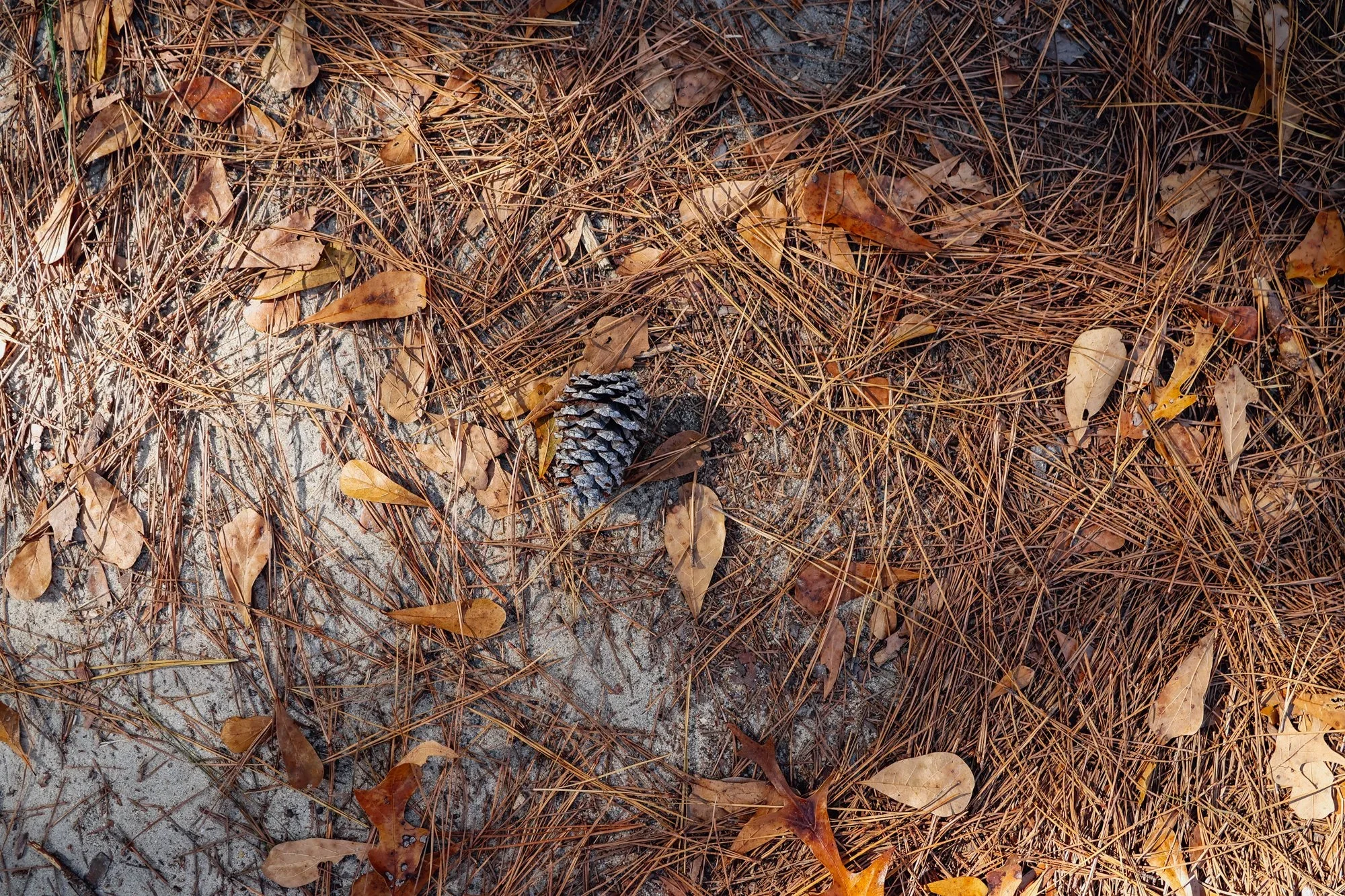 ASC_2052.webp