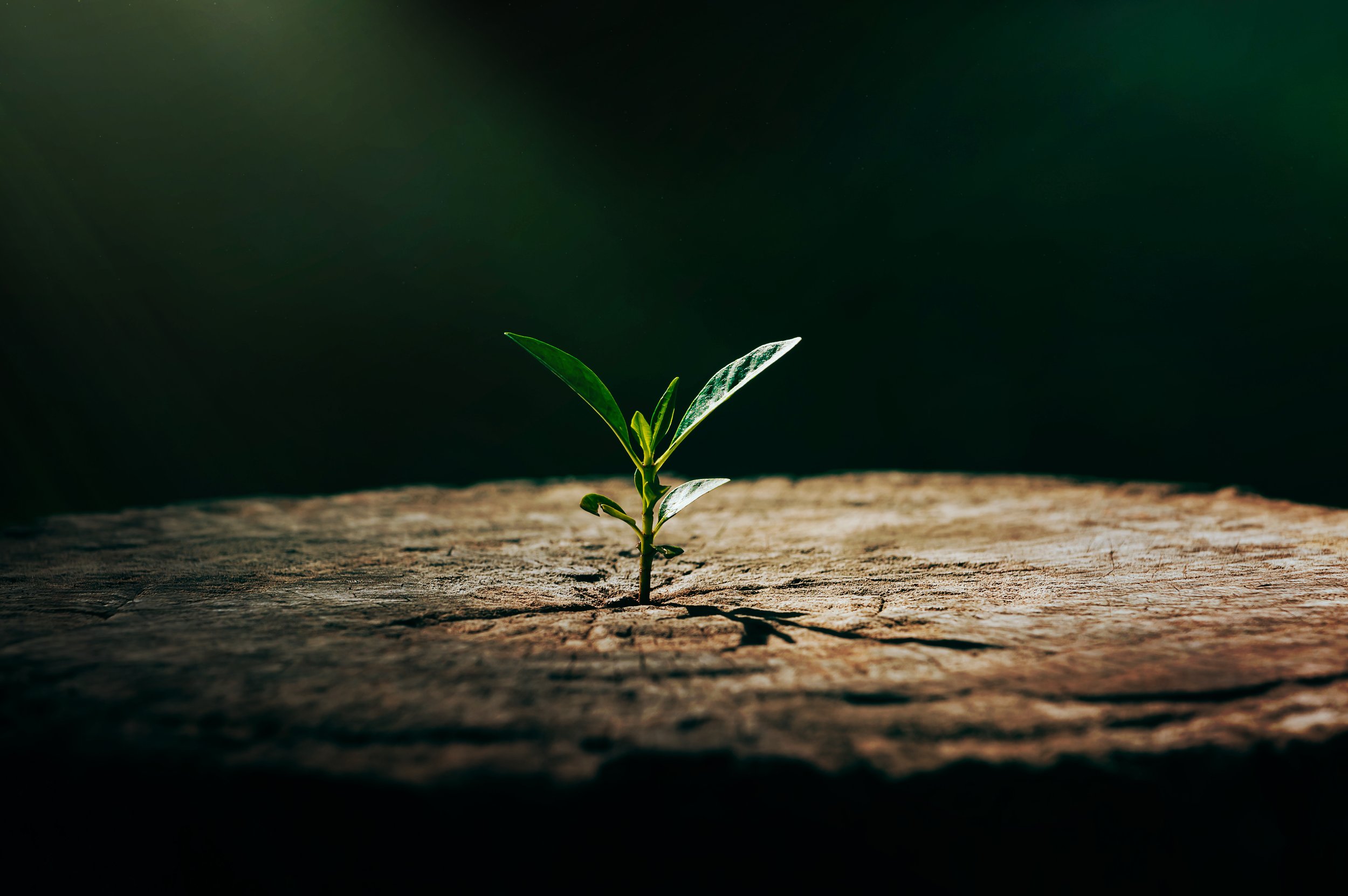 Strong As A Mother: Finding strength and support through pregnancy and infant loss