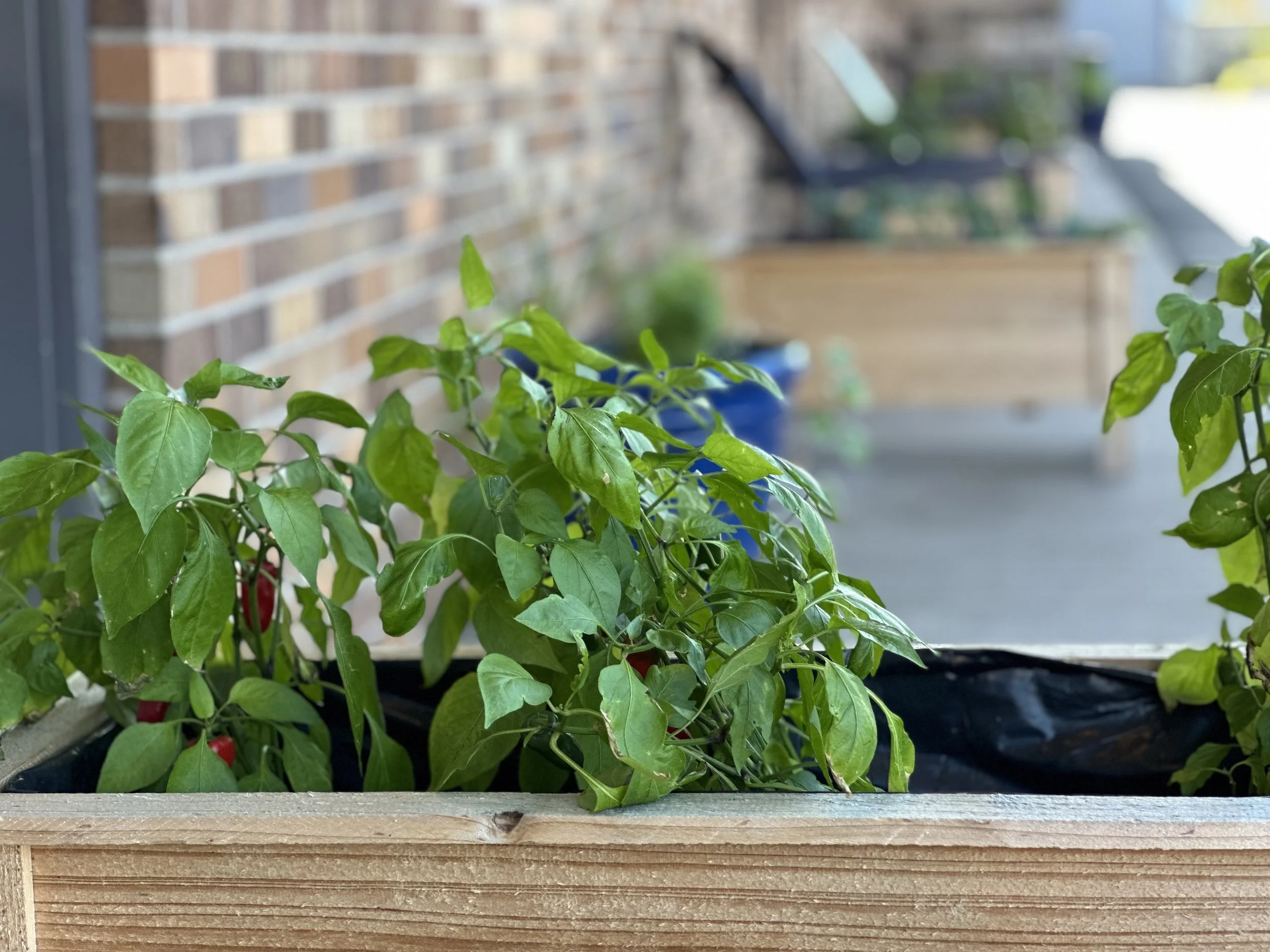 Shared community vegetable gardens