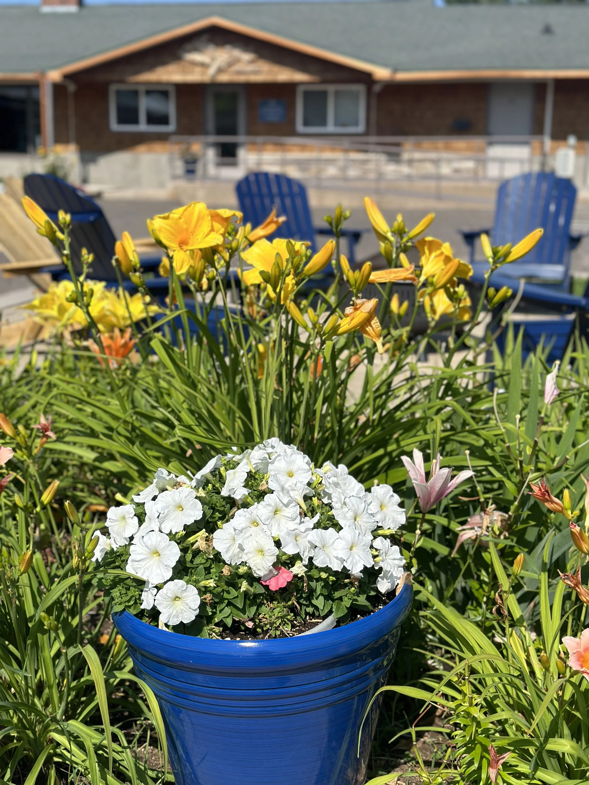 NCP's flower gardens