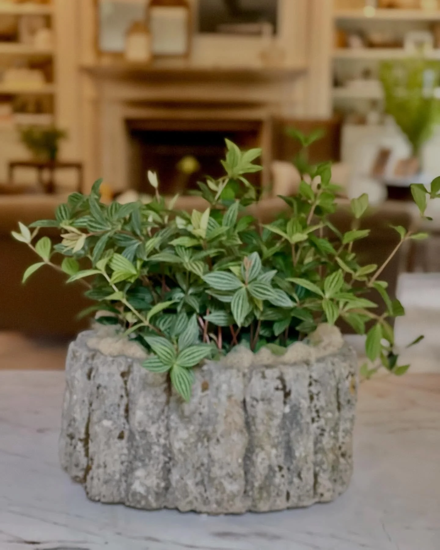 We always love seeing where our pieces take up their new lives! Especially when @city.stems fills a beautiful faux bois planter with greenery! Discover our extensive collection of one-of-a-kind, hand-selected European Garden Antiques. Find more detai