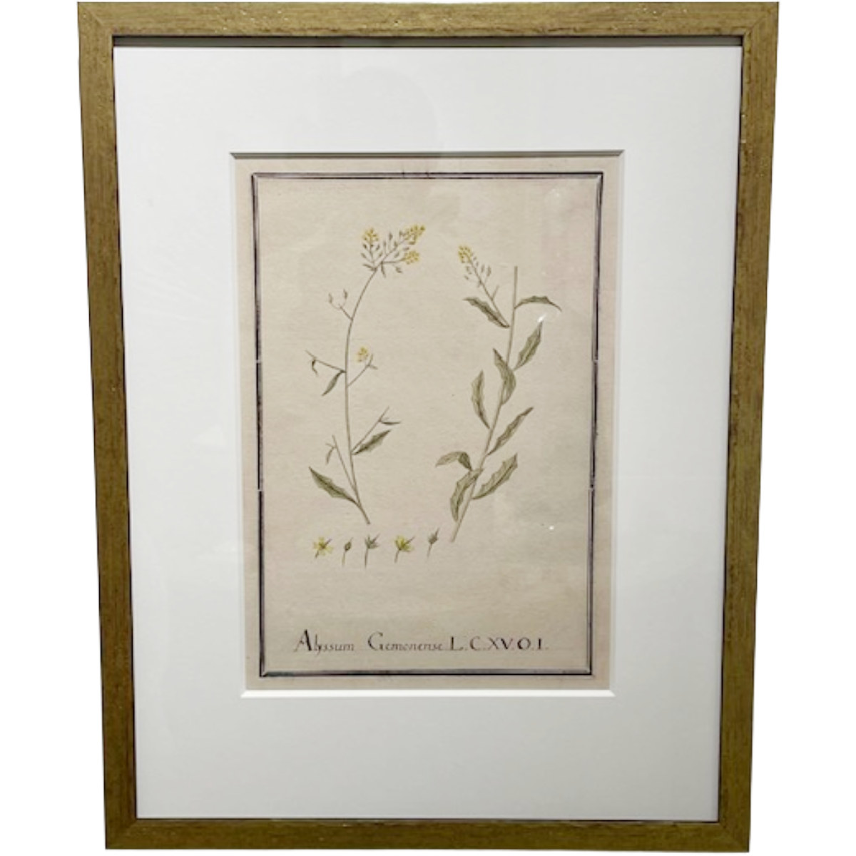 Botanical # 7 (Alyssum Gemonense)