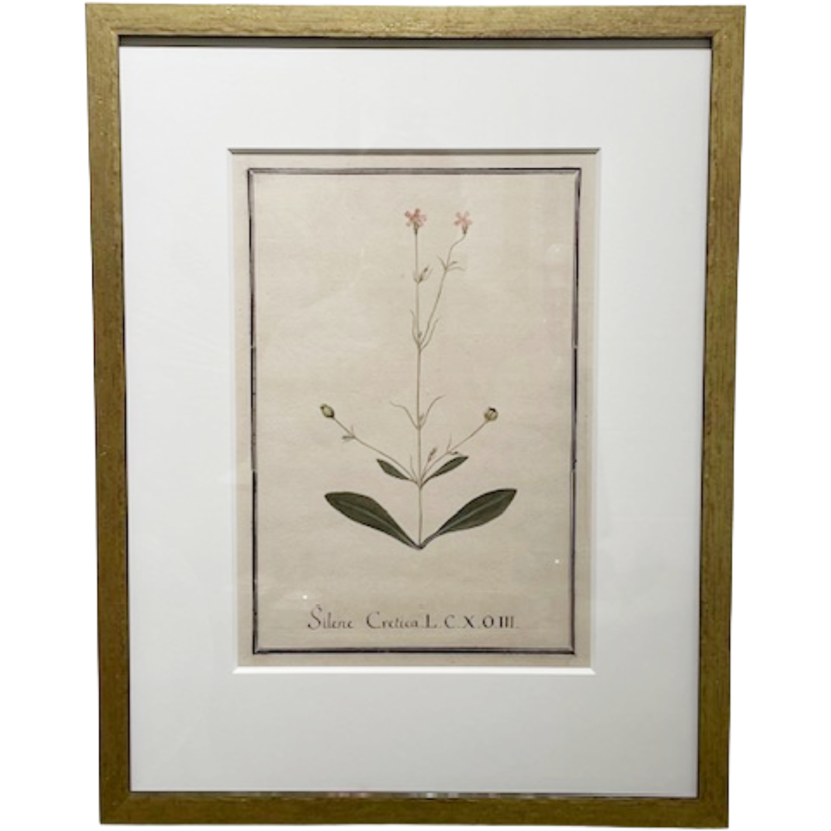 Botanical #6 (Silene Cretica)