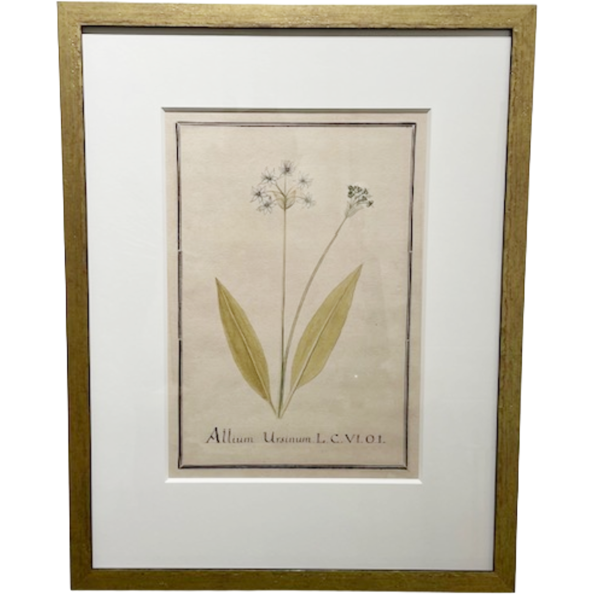 Botanical #5 (Allium Ursinum)