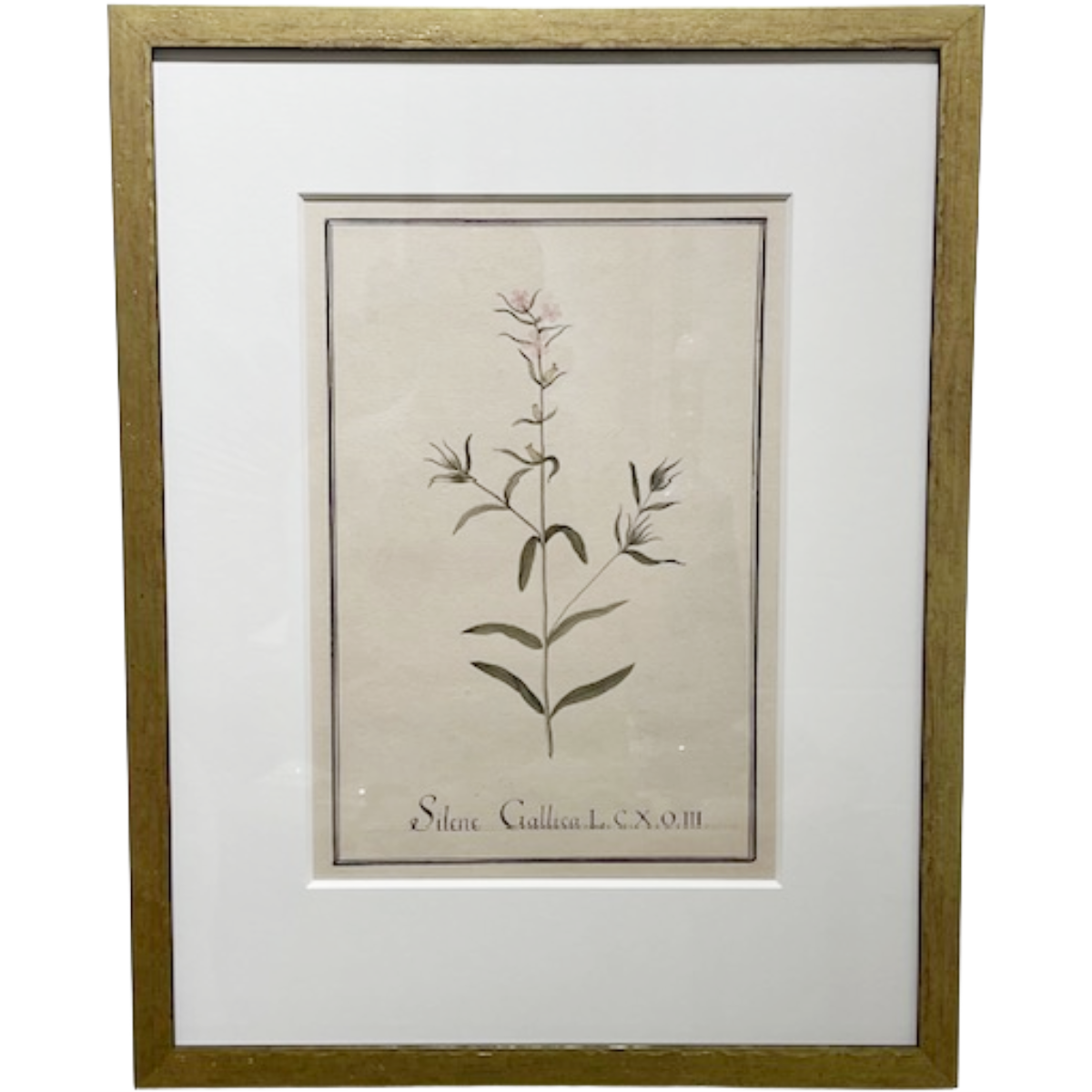 Botanical #3 (Silene Gallica)